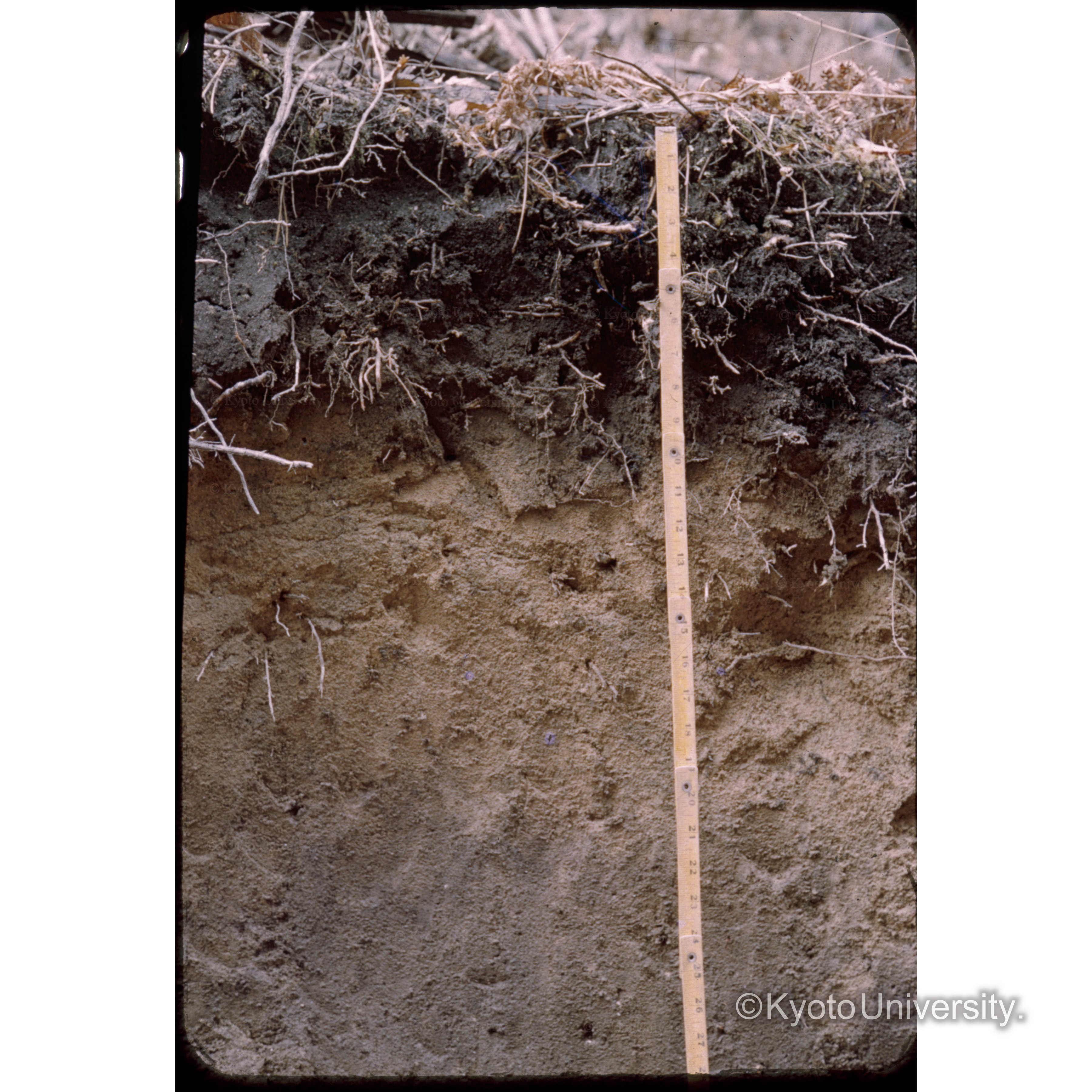 土壌断面　□□□加茂大多□　農林学校演習林不良地 (1)