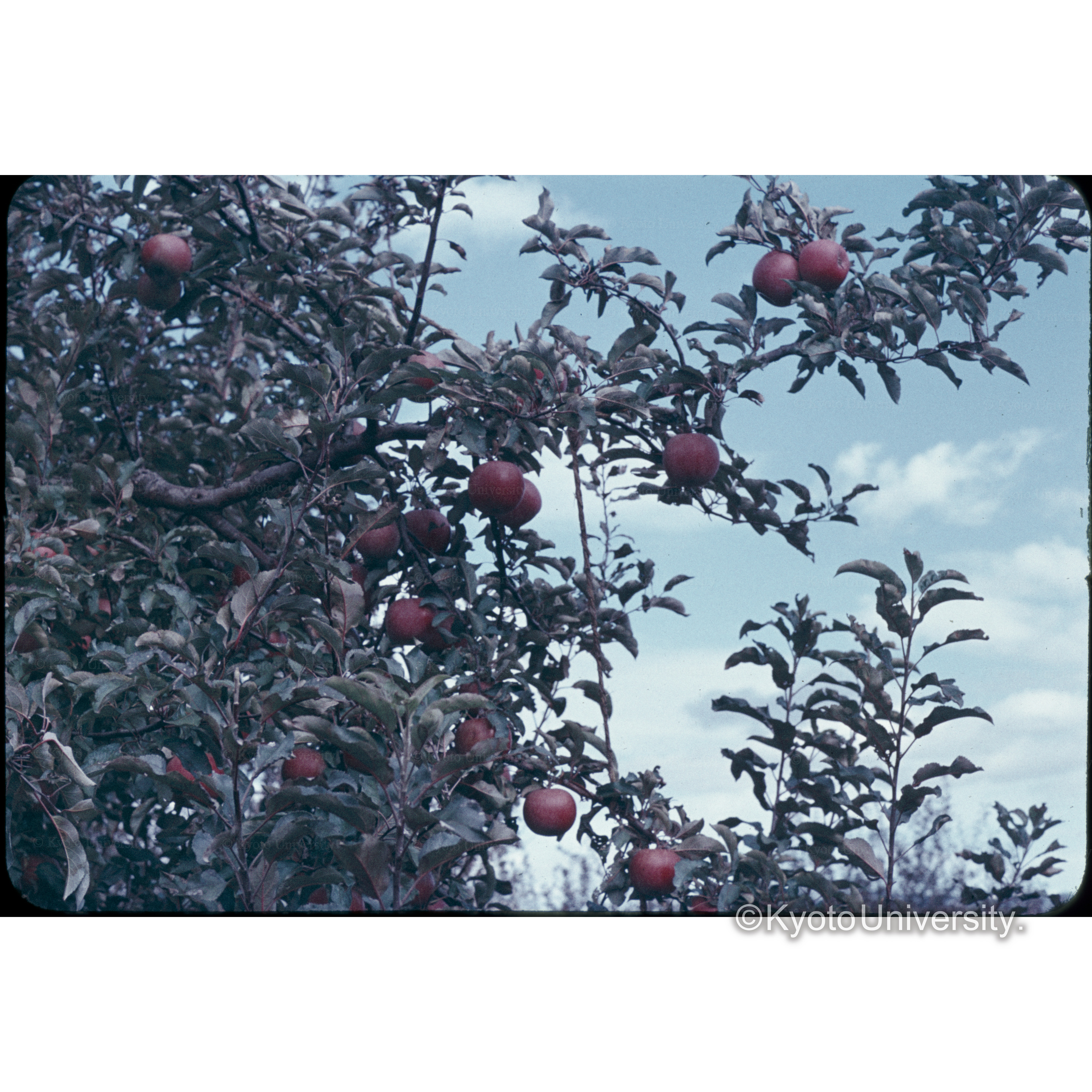 信大農場(リンゴ) (1)