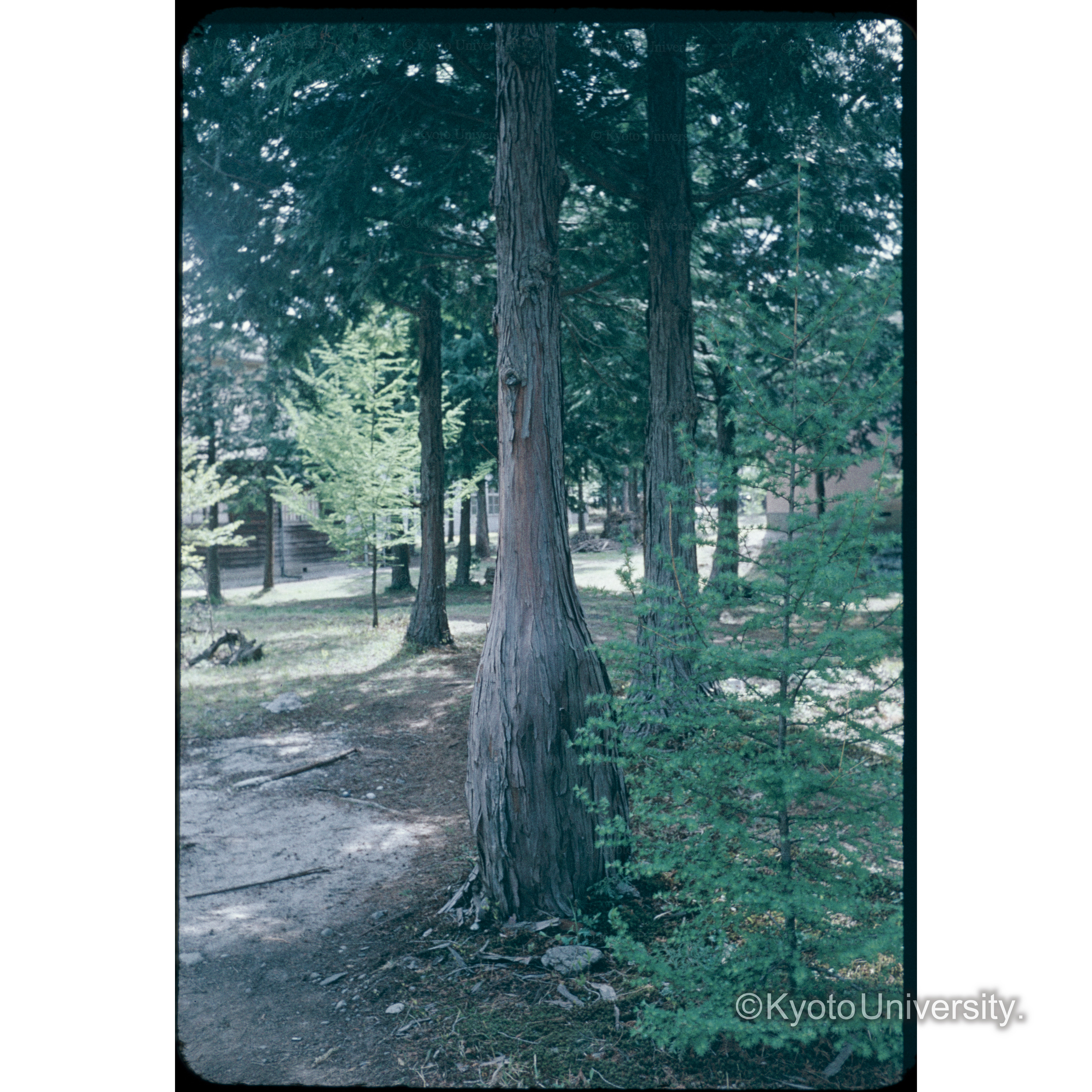 信大農学部校庭 (1)