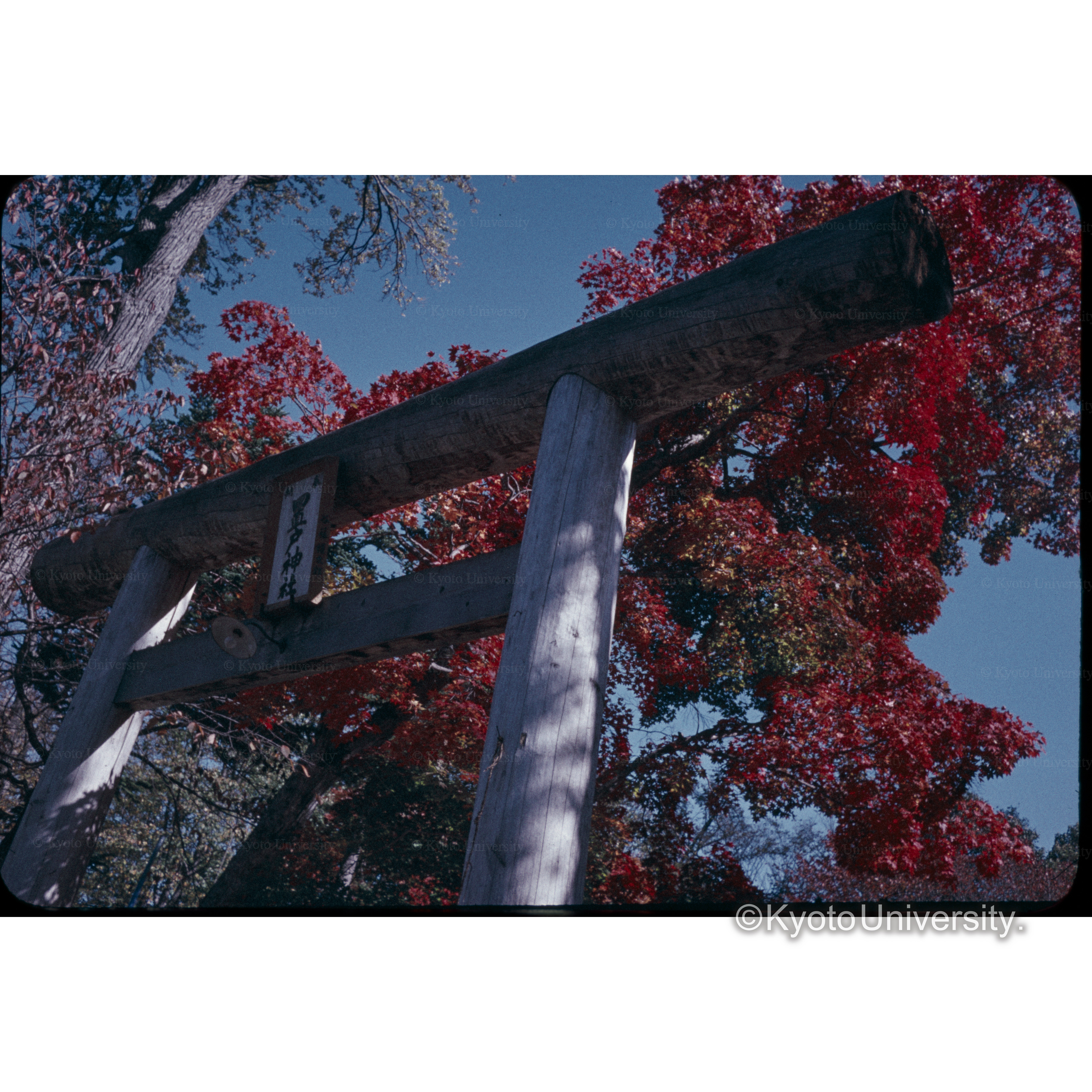 〔置戸神社鳥居とカエデ〕 (1)