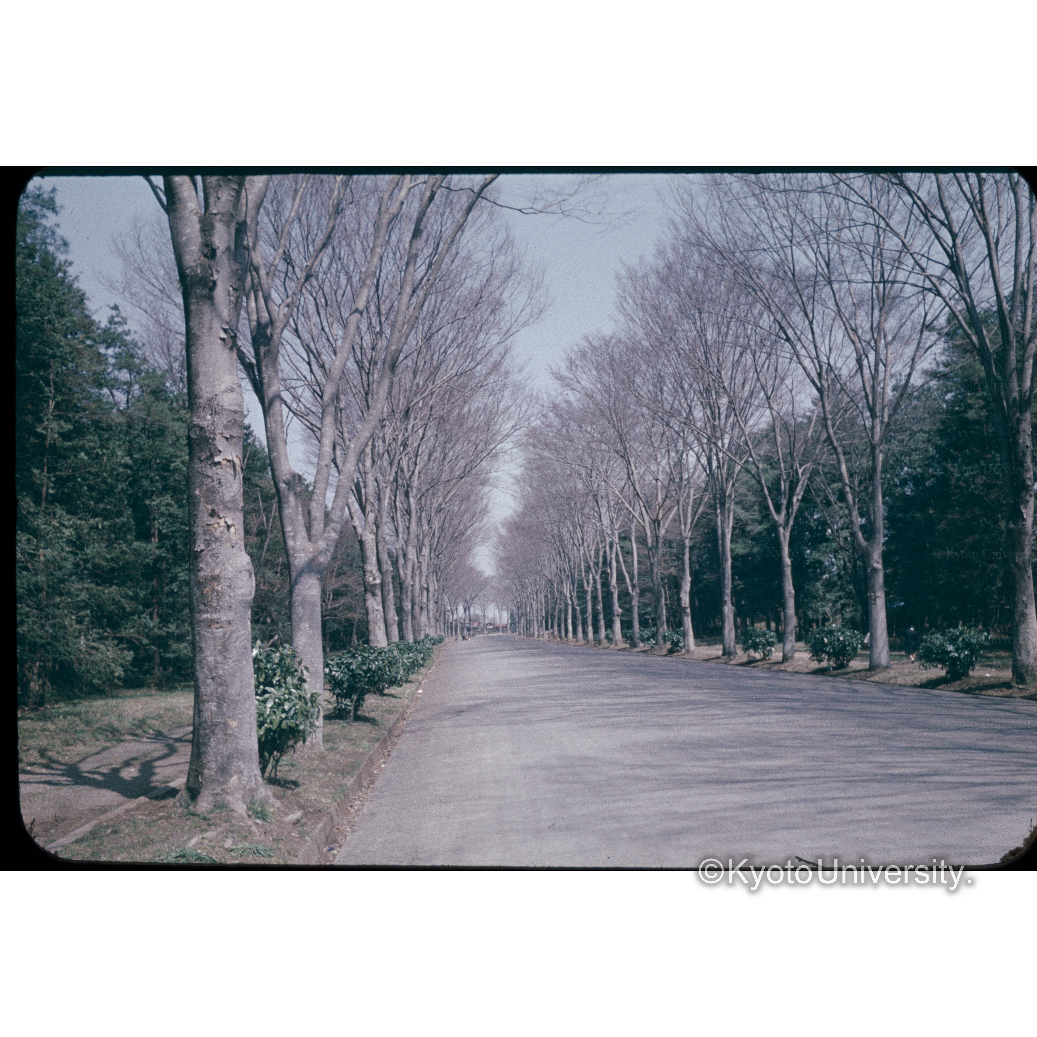 タマ　ケヤキ (1)