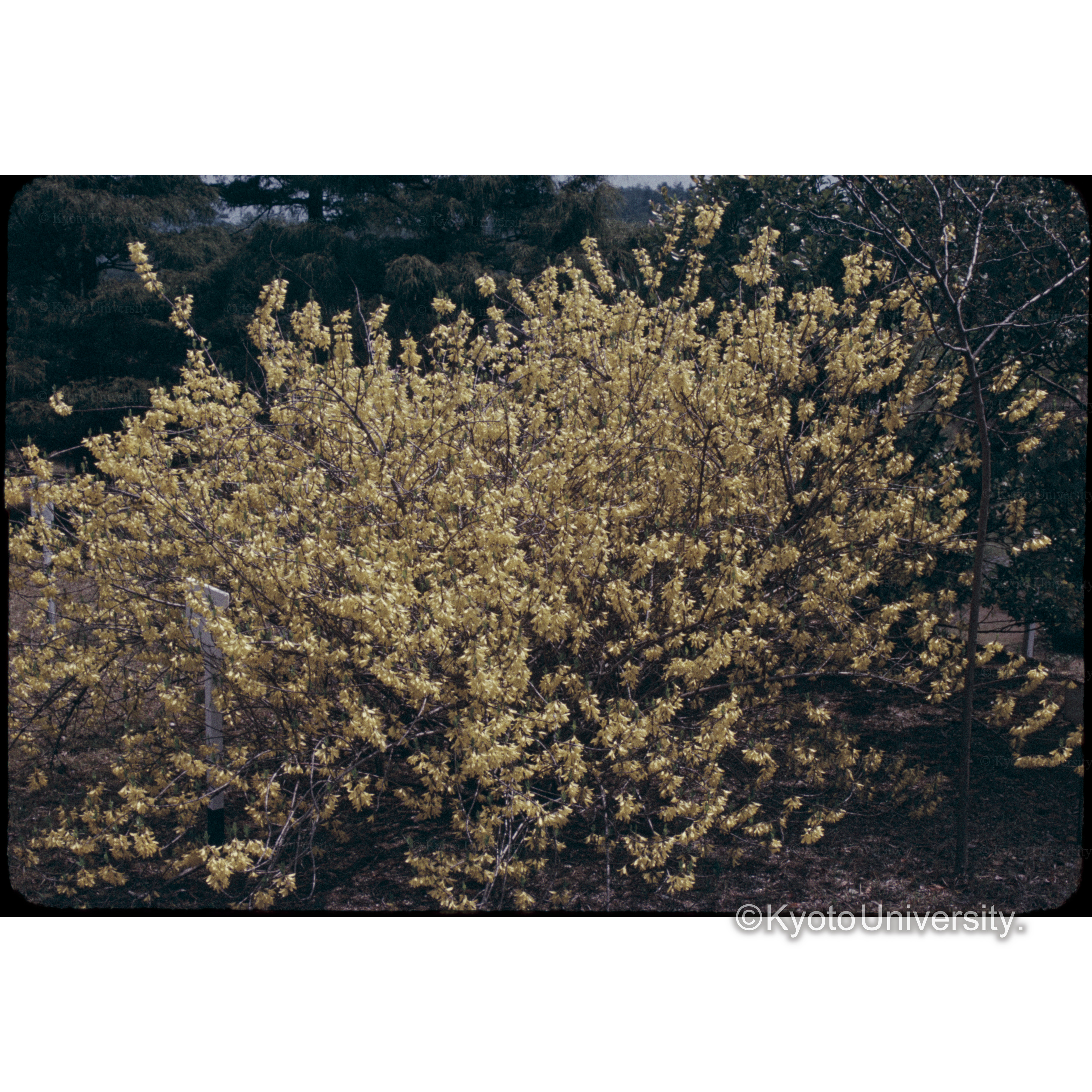 上賀茂試験地 (1)