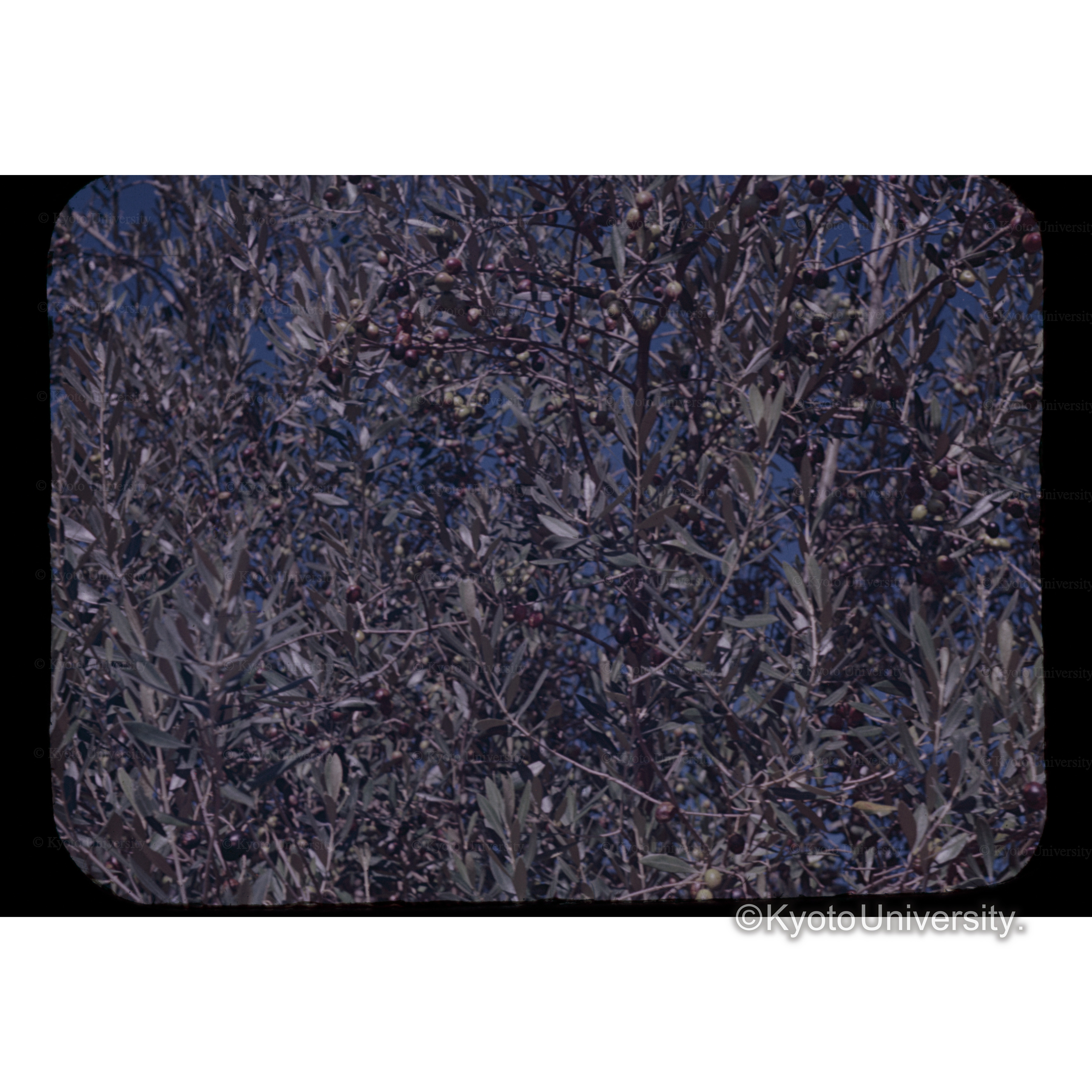 オリーヴ 小豆島 池田　県オリーブ園 (1)