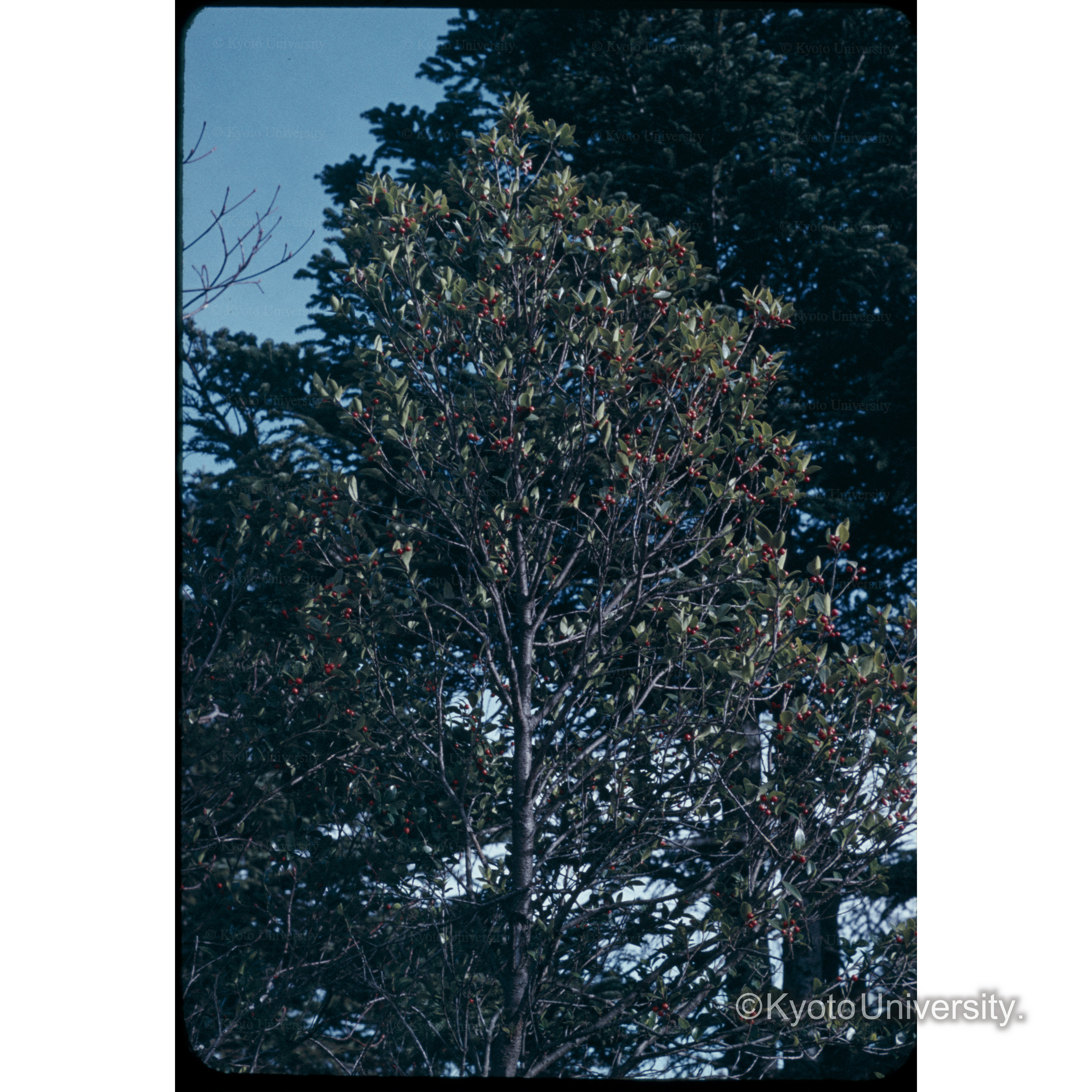 実をつけたアオキ (1)