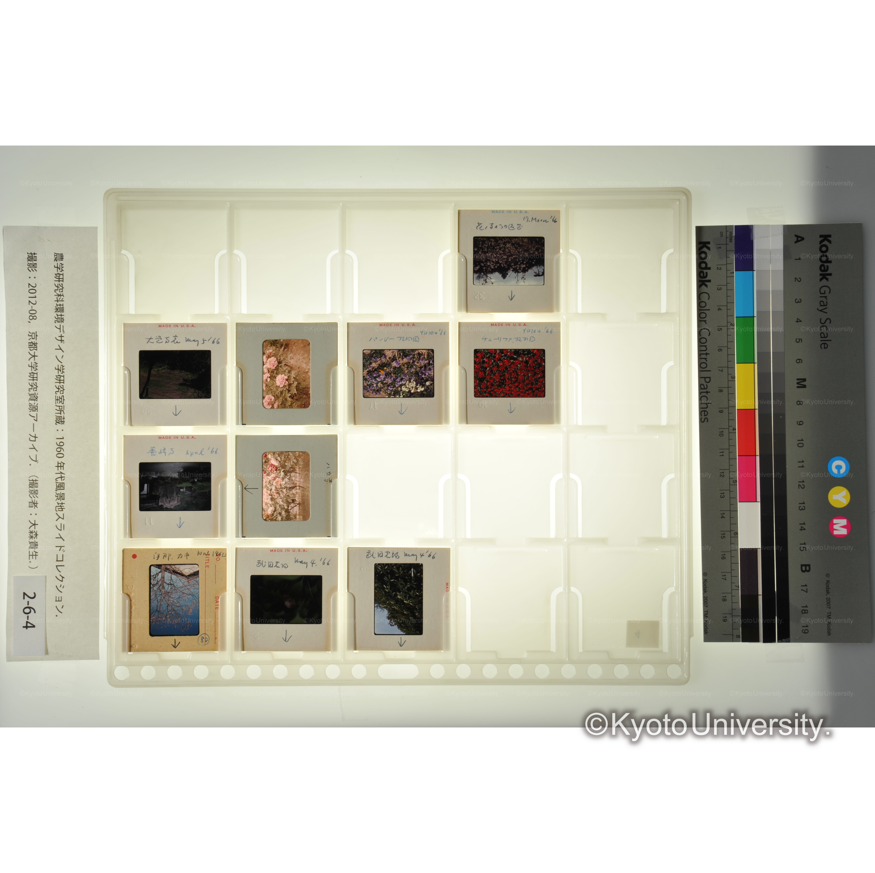 〔植物園、寺院の花〕 (1)