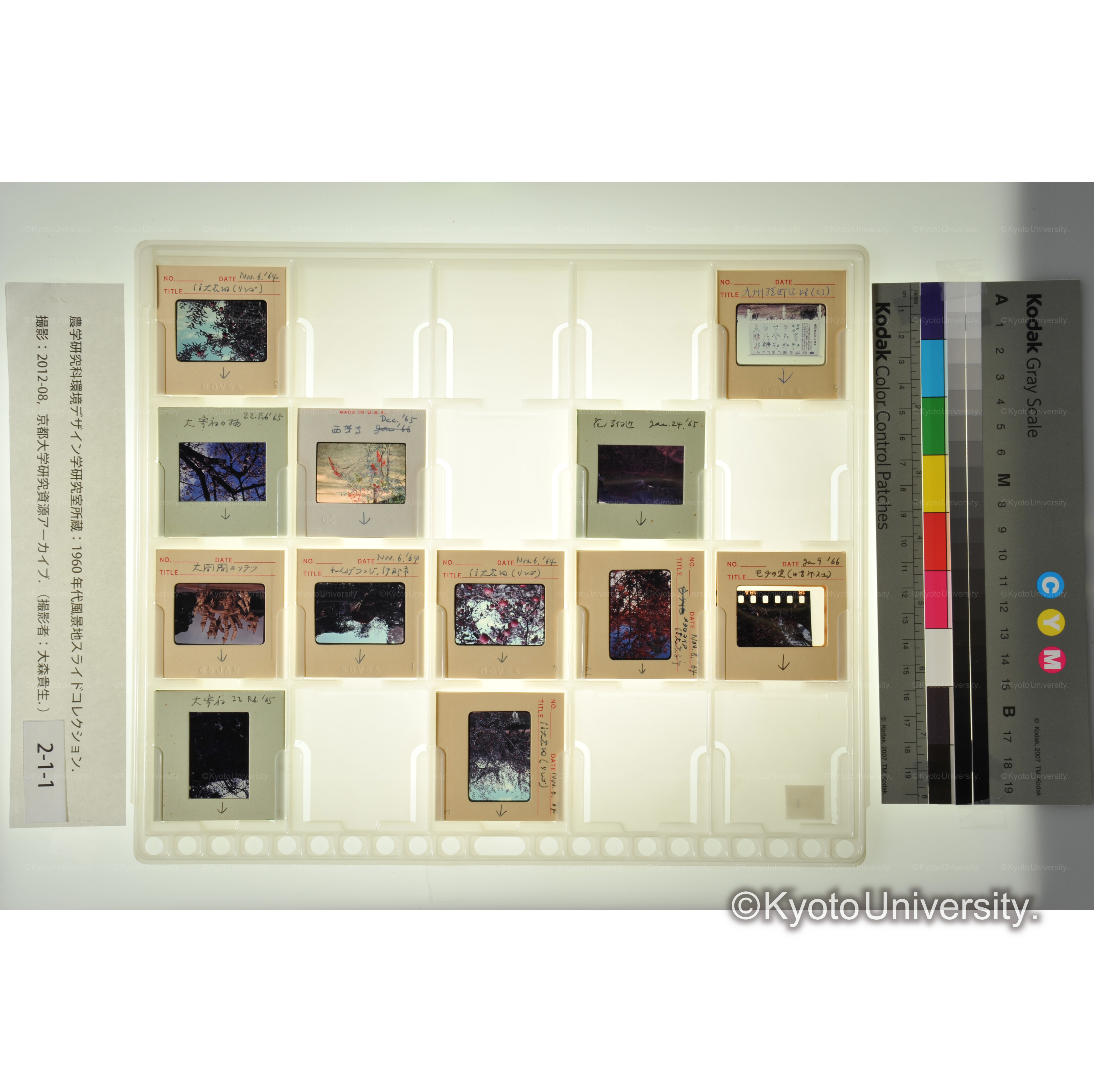 〔信大花畑、九州　植物〕 (1)