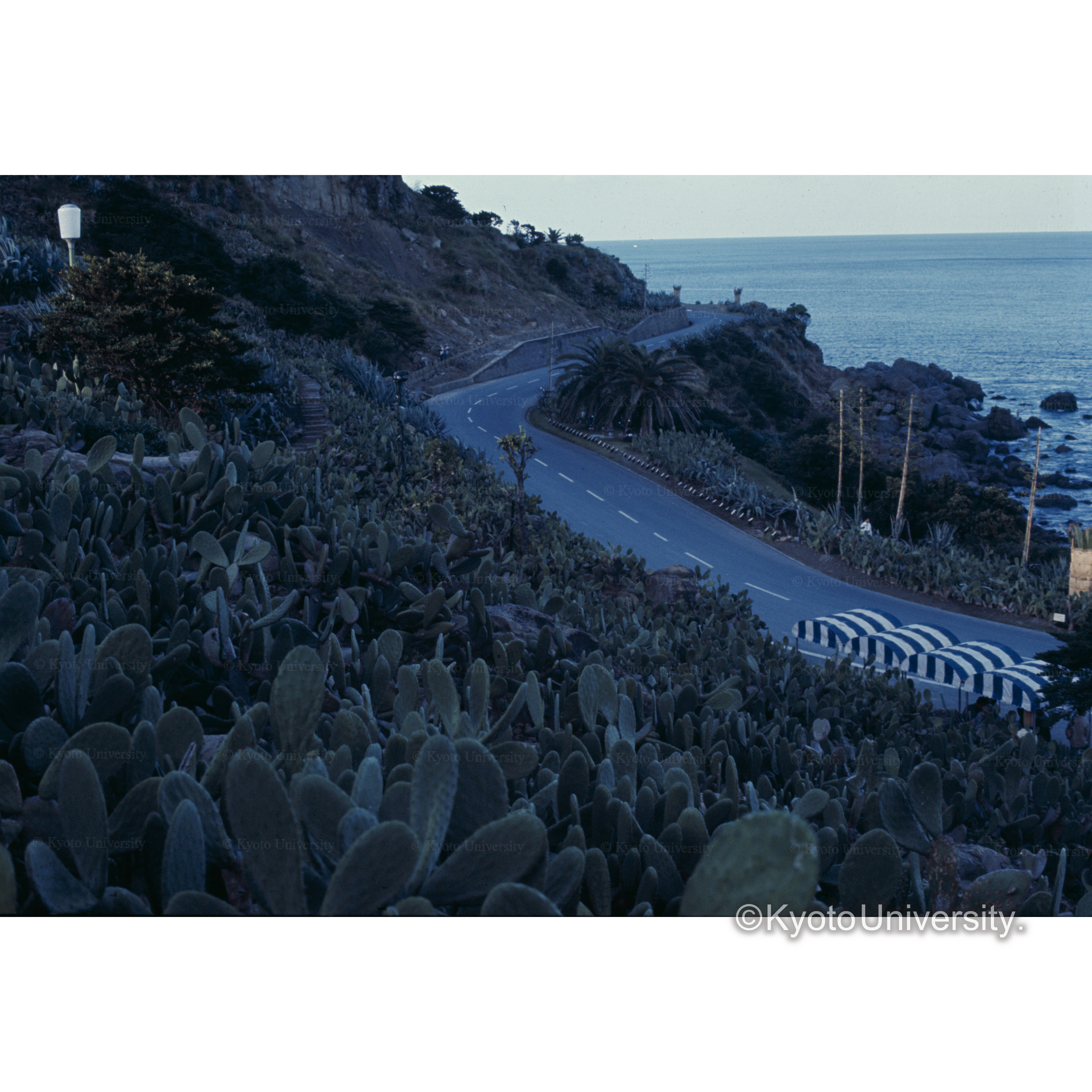 サボテン園(日南海岸) (1)