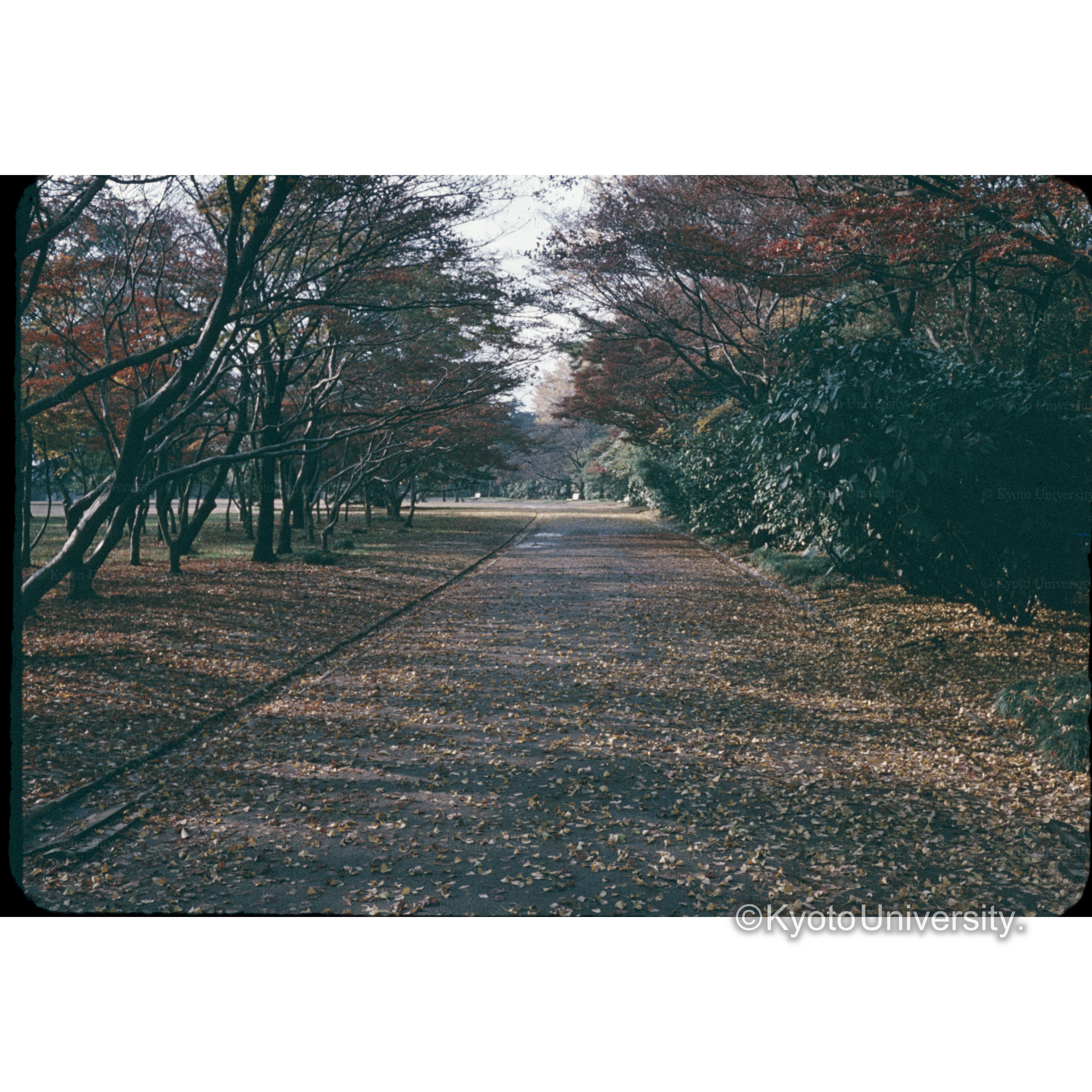 新宿御苑入口付近 (1)