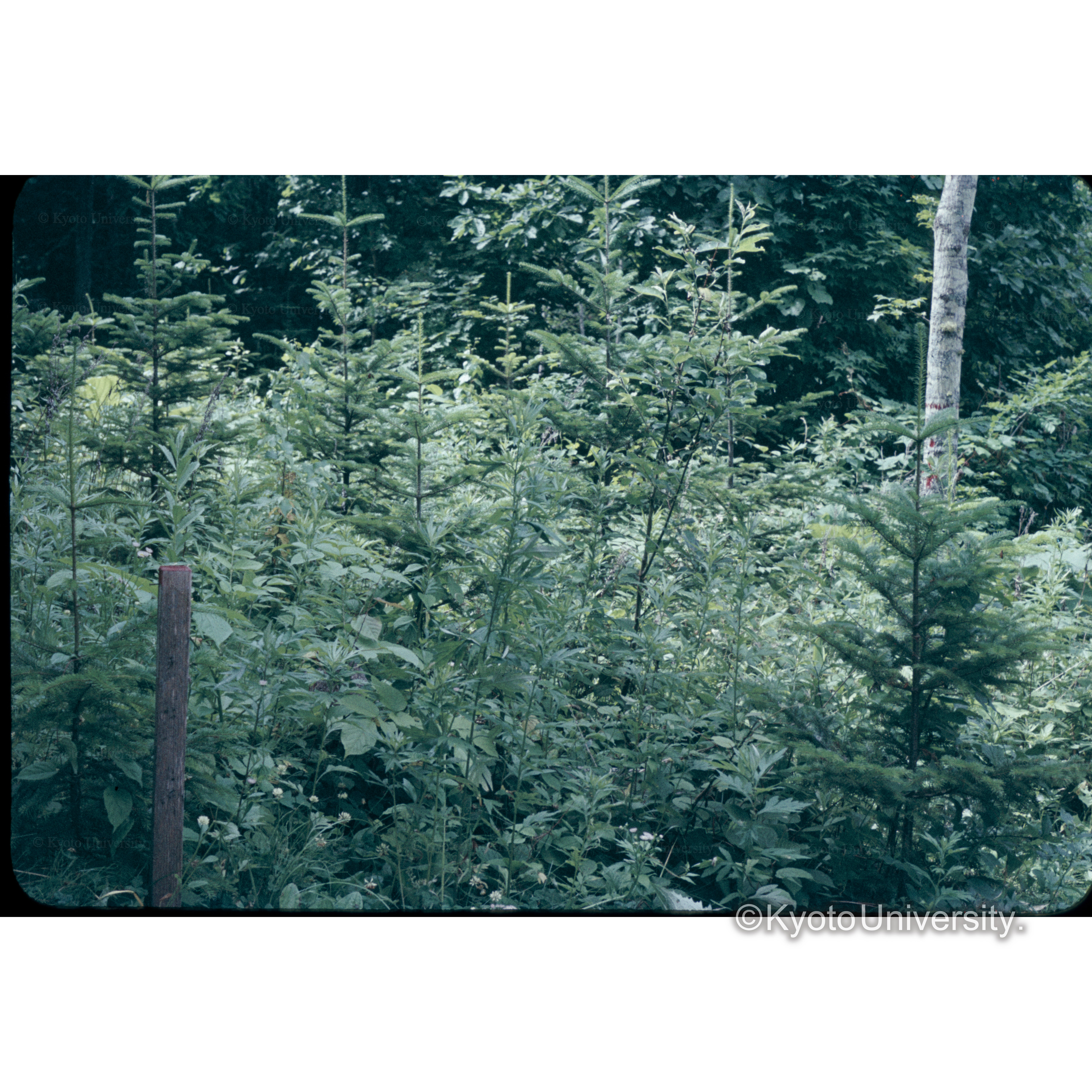 照葉樹　第1林班3 32年植栽 (1)