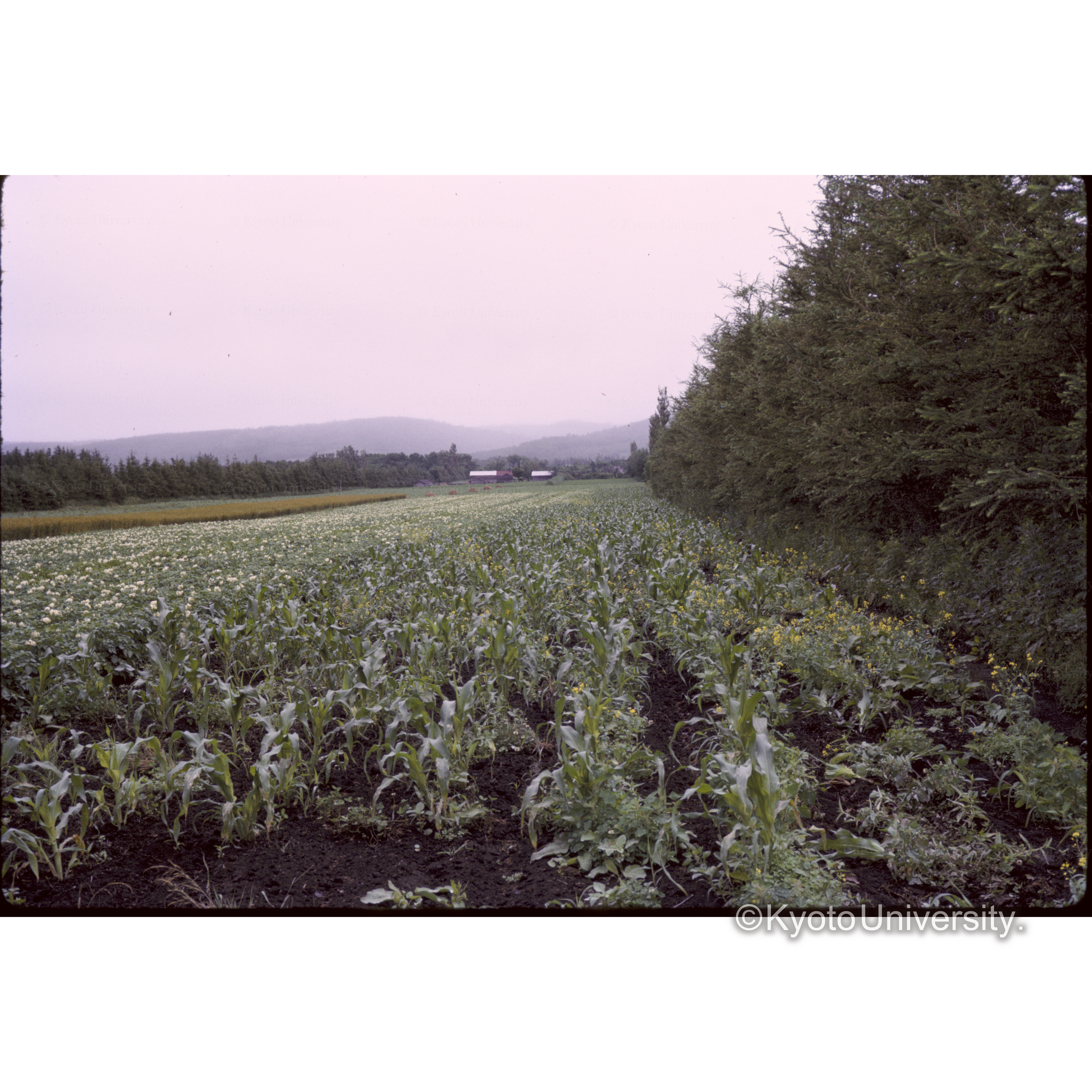 小清水―知床の花畑 (1)