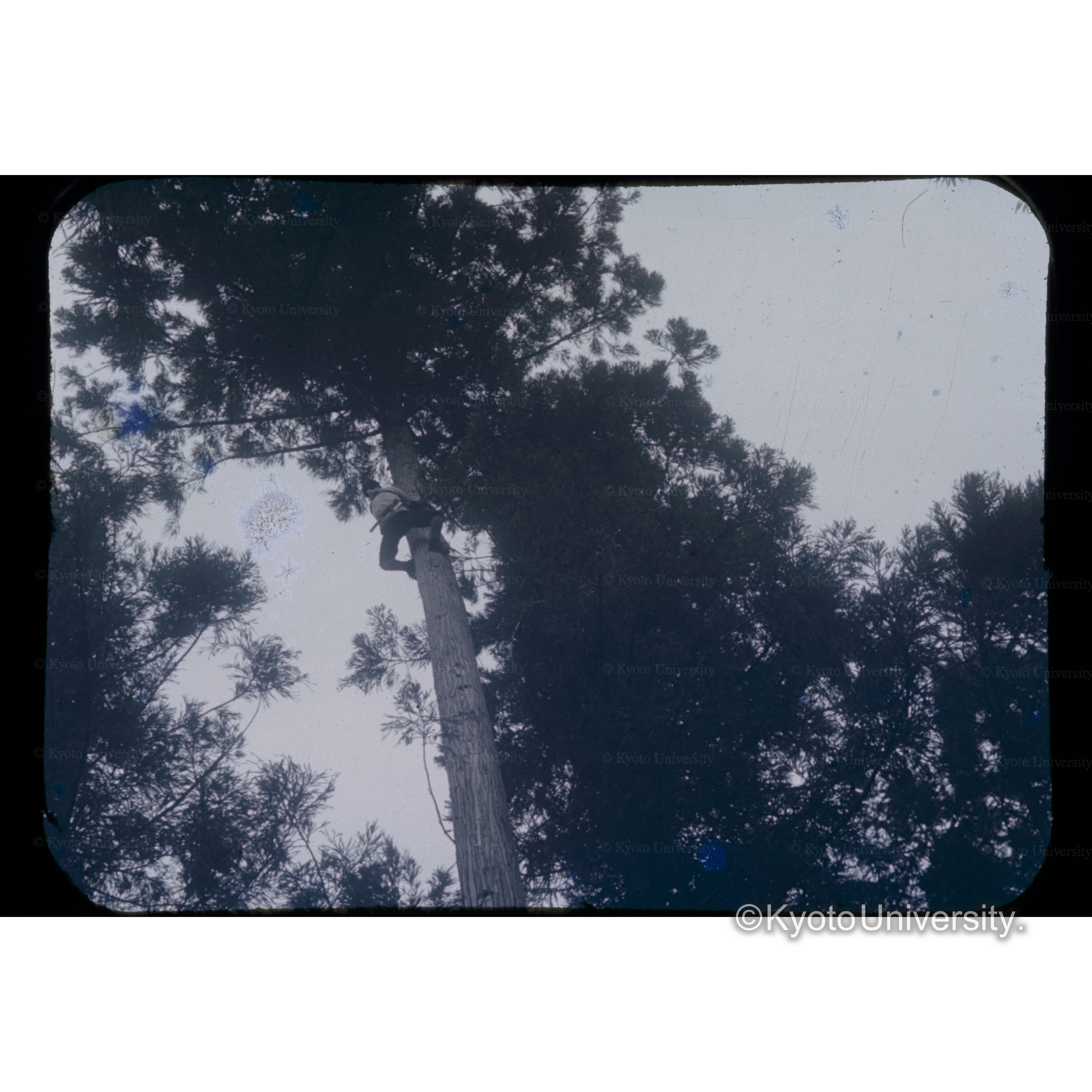 囲根村、枝打（スギ） (1)