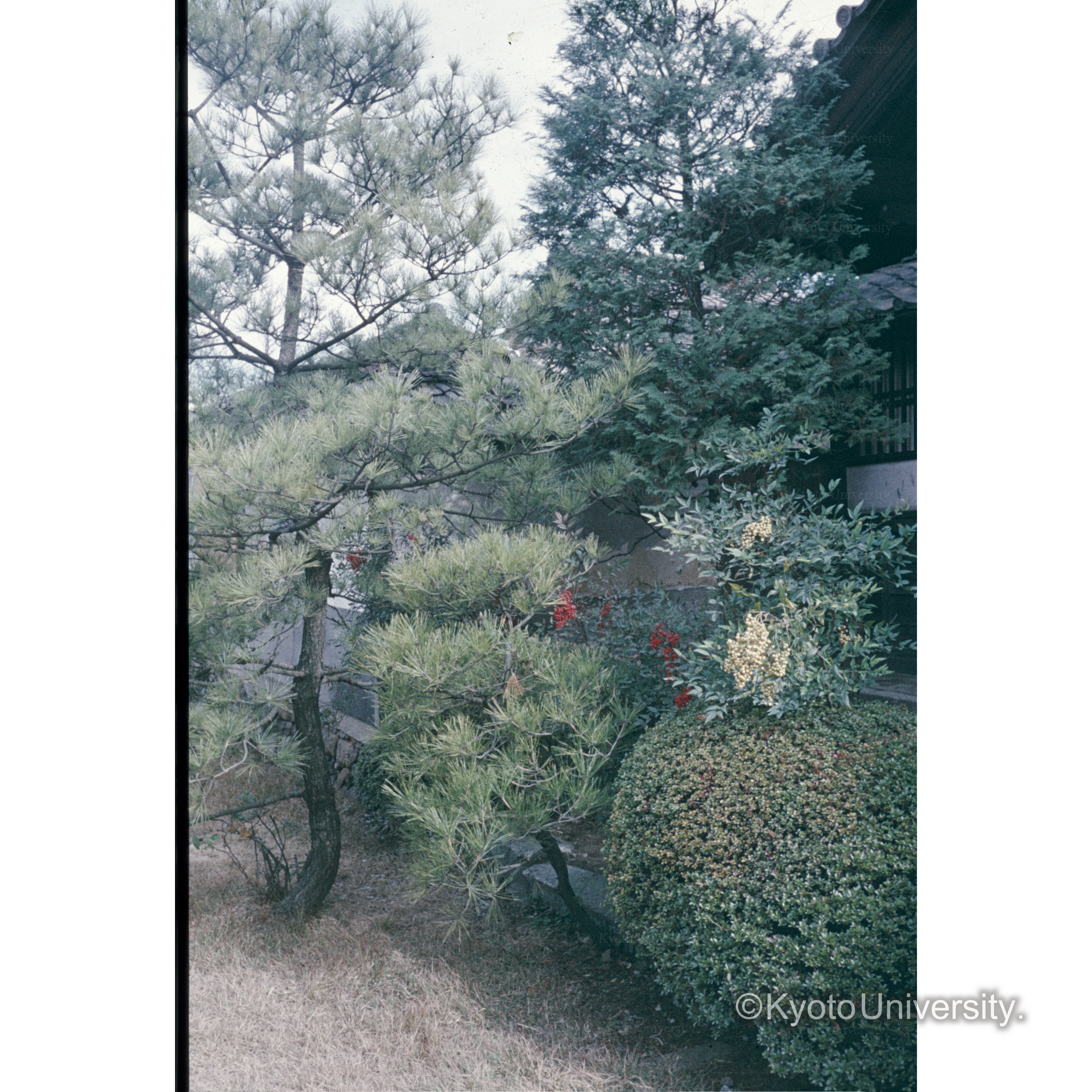 〔庭園の樹木〕 (1)