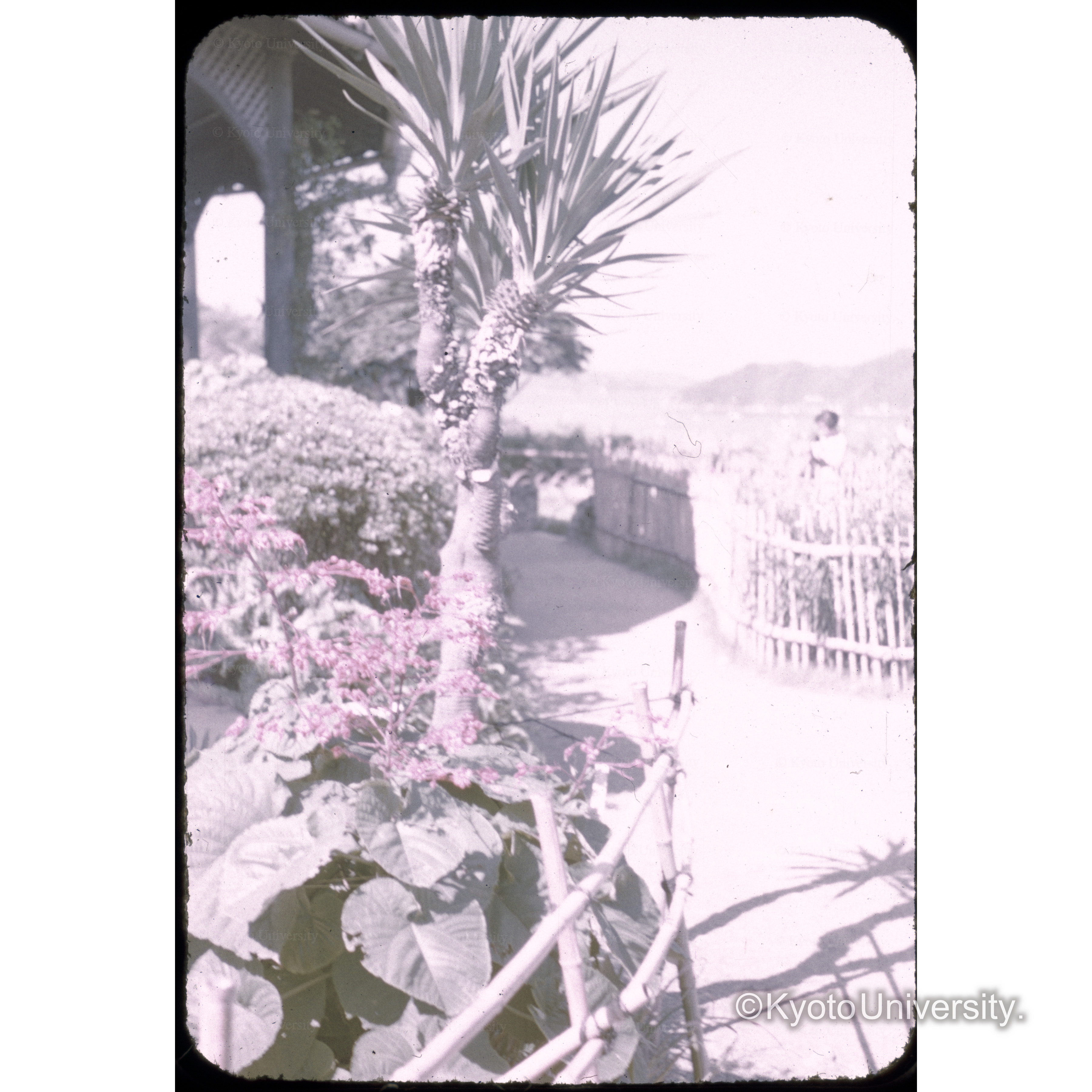 お蝶ゆかりの地 (1)