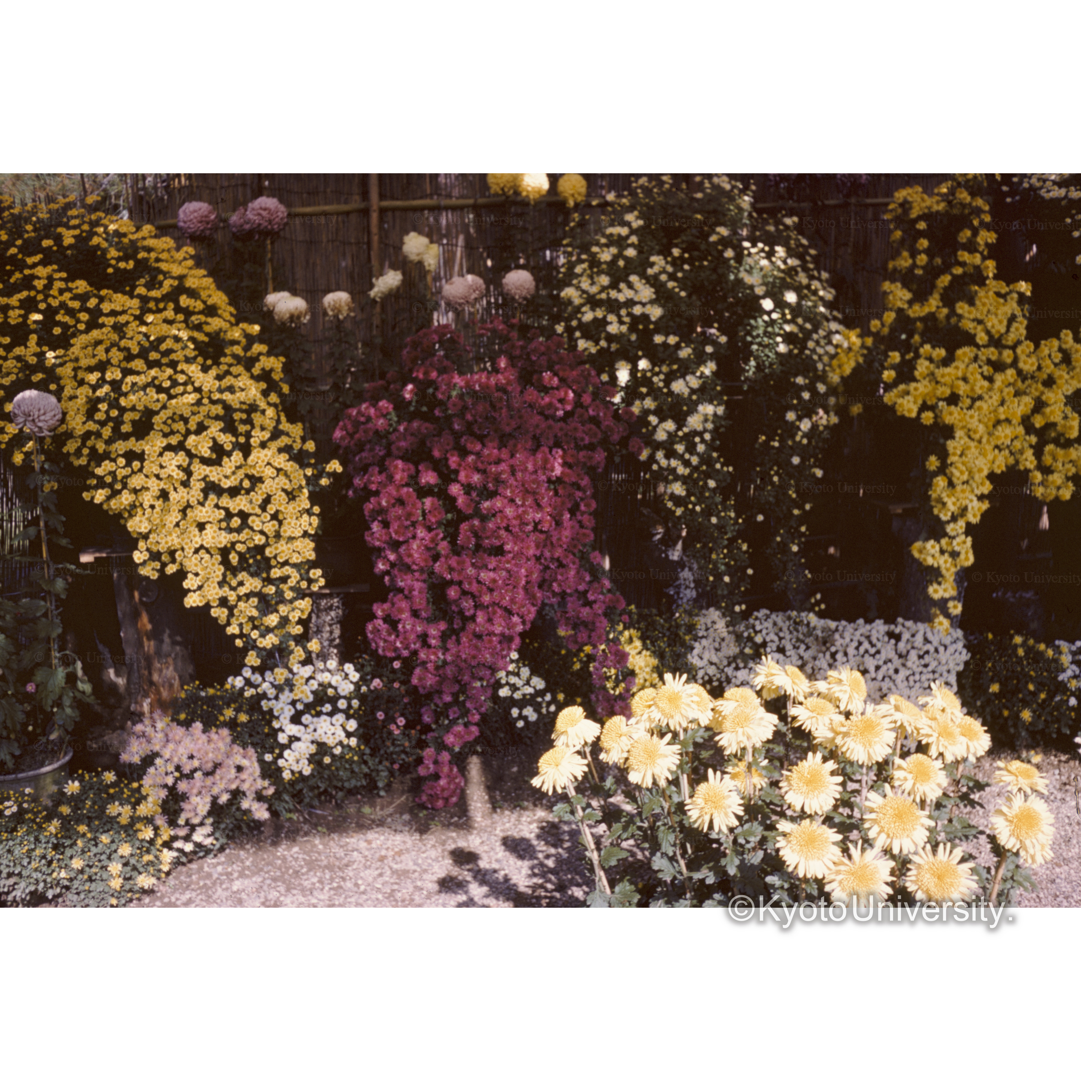 奈良市公会堂の菊の展示場 (1)