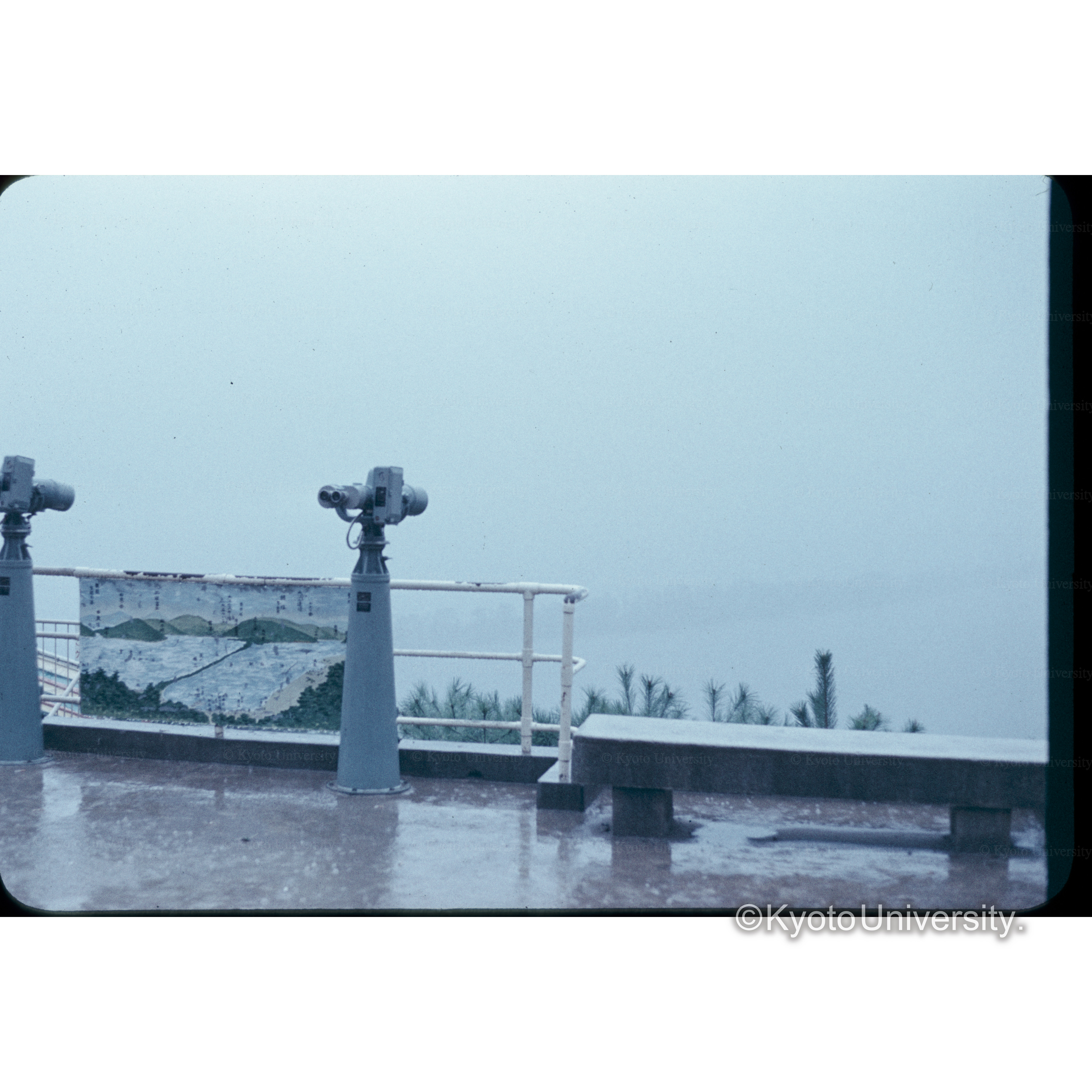 天立橋(黒松) (1)