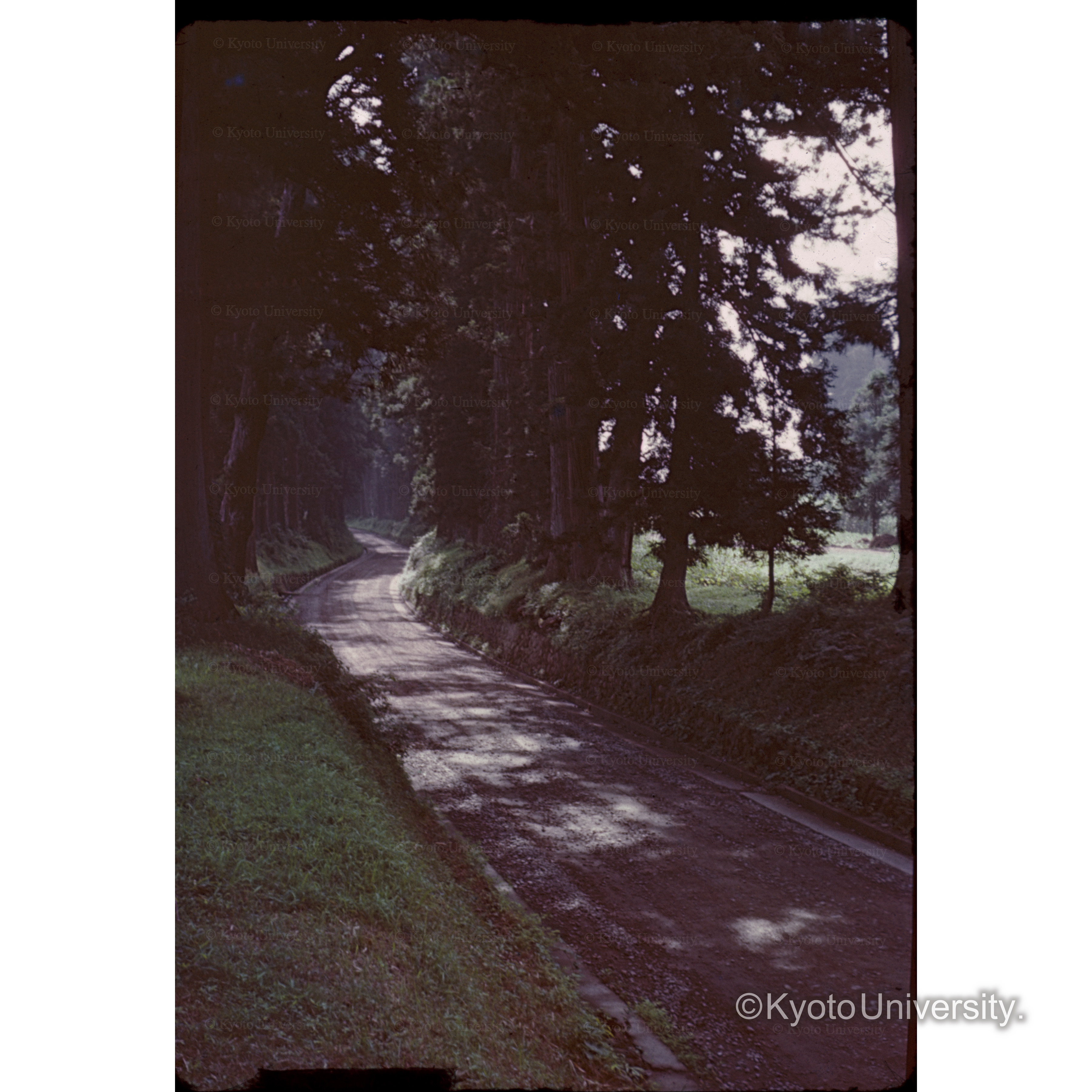 Cedar alleej nikko (1)