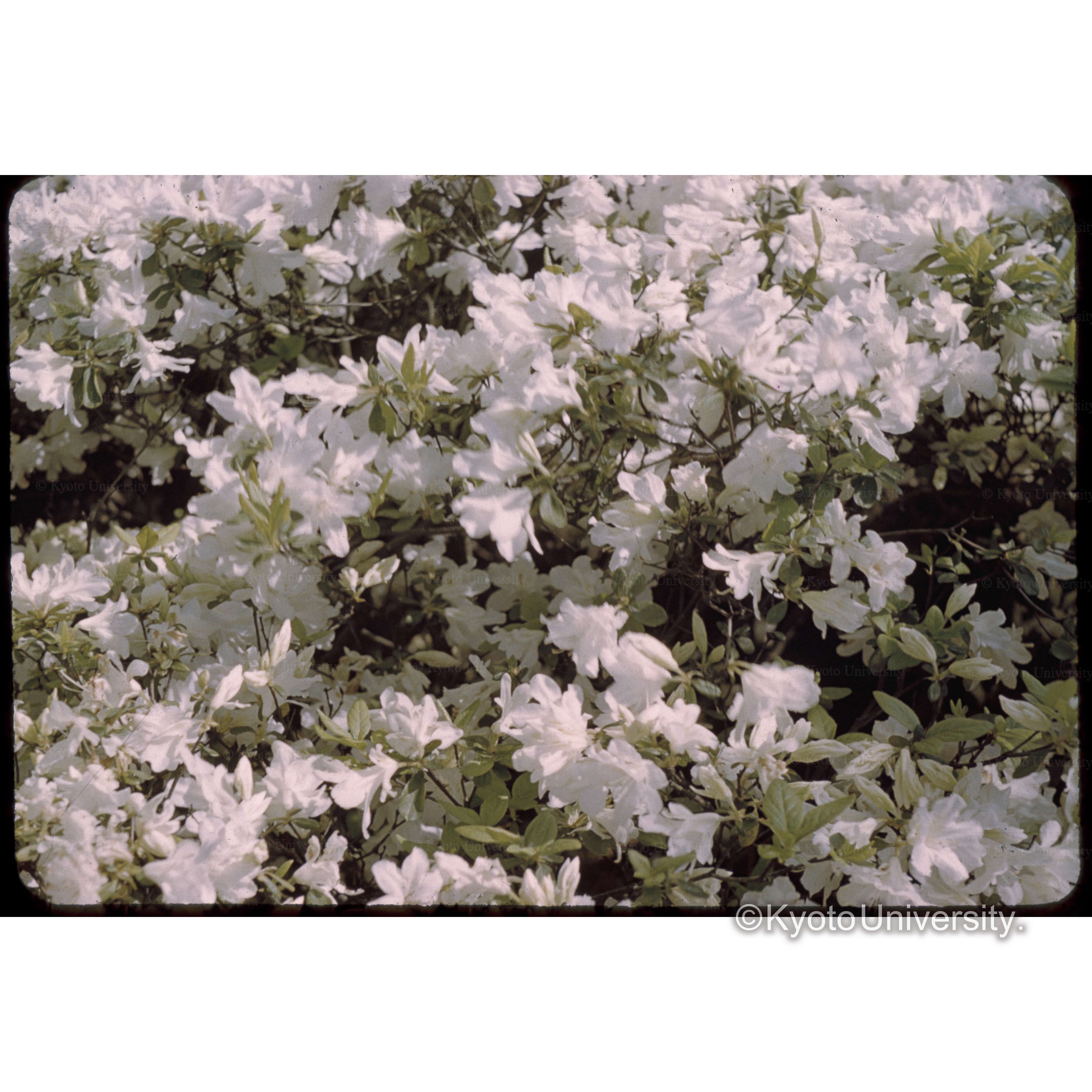 ケアゲ 30.5.1 (1)