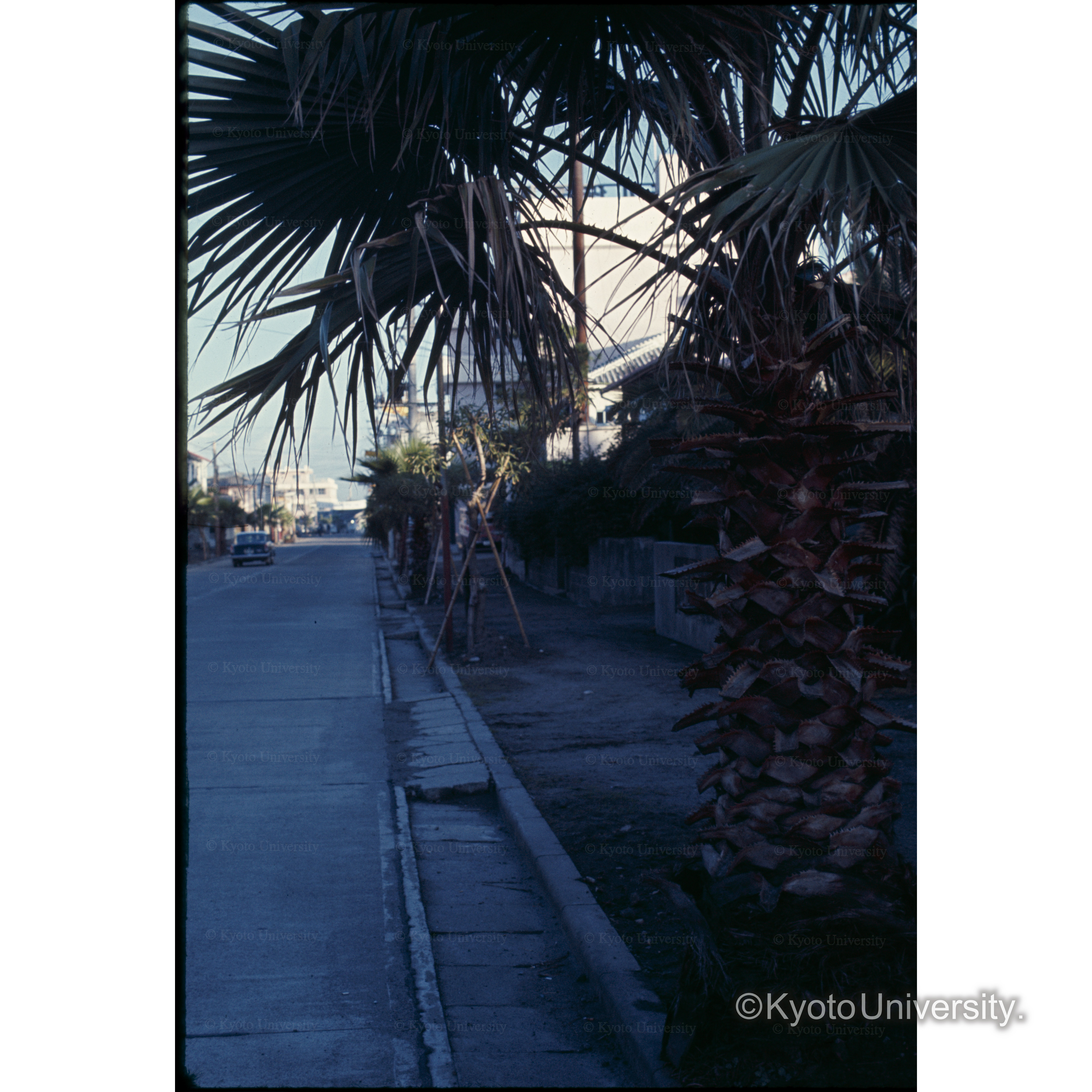 指宿(街路樹のフェニックス) (1)