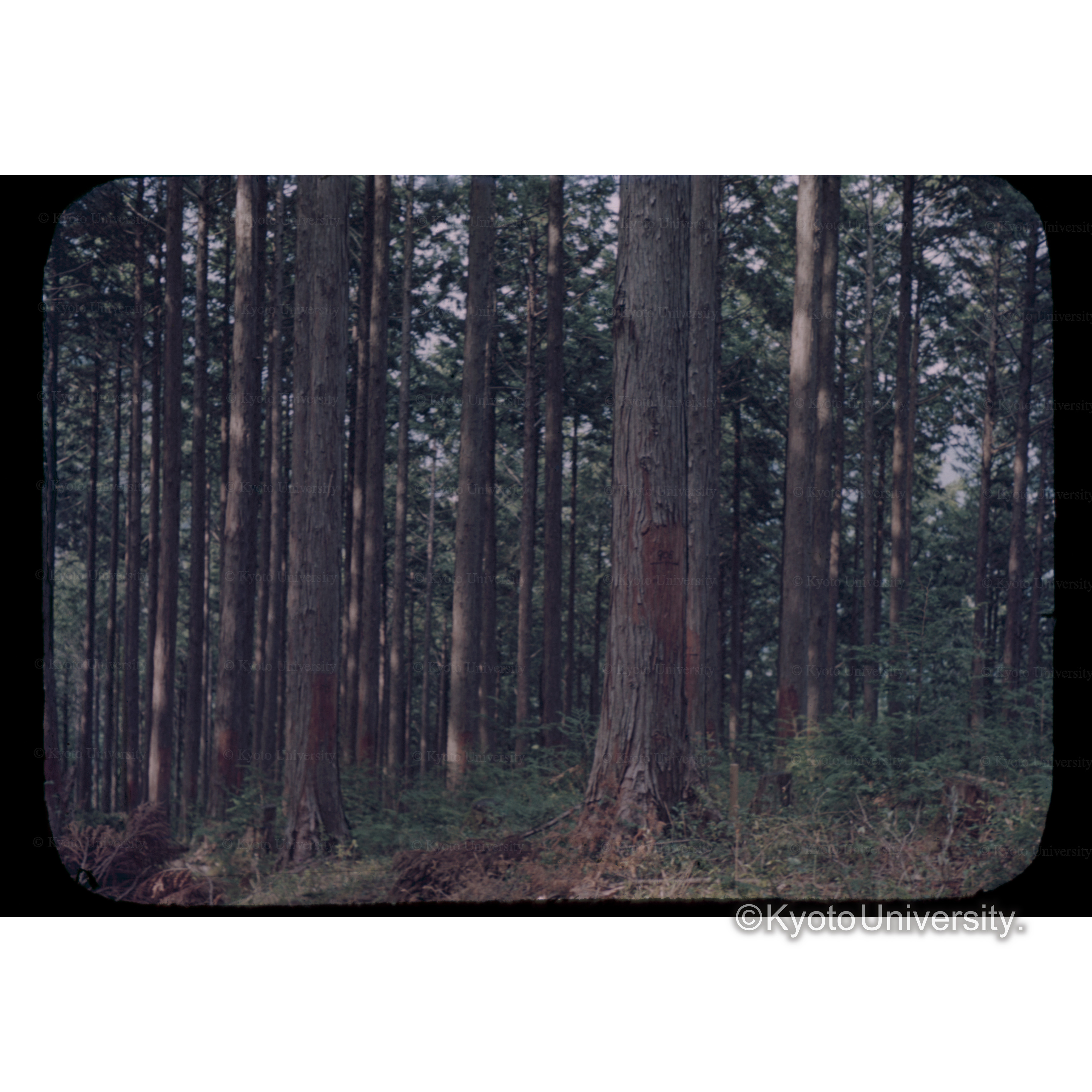 吉野阪本財団林　山佐平　監査法試験地 (1)