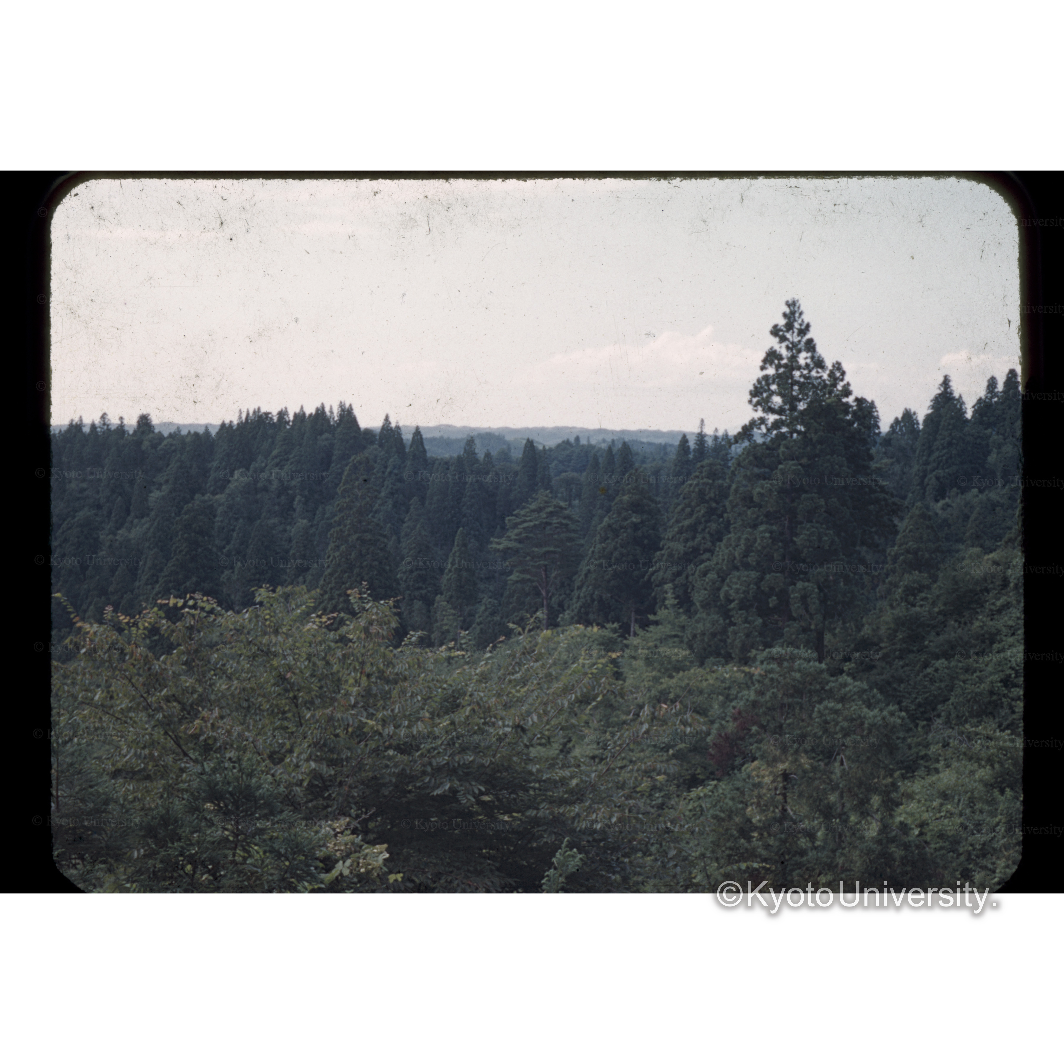 秋田、□川国有林 (1)