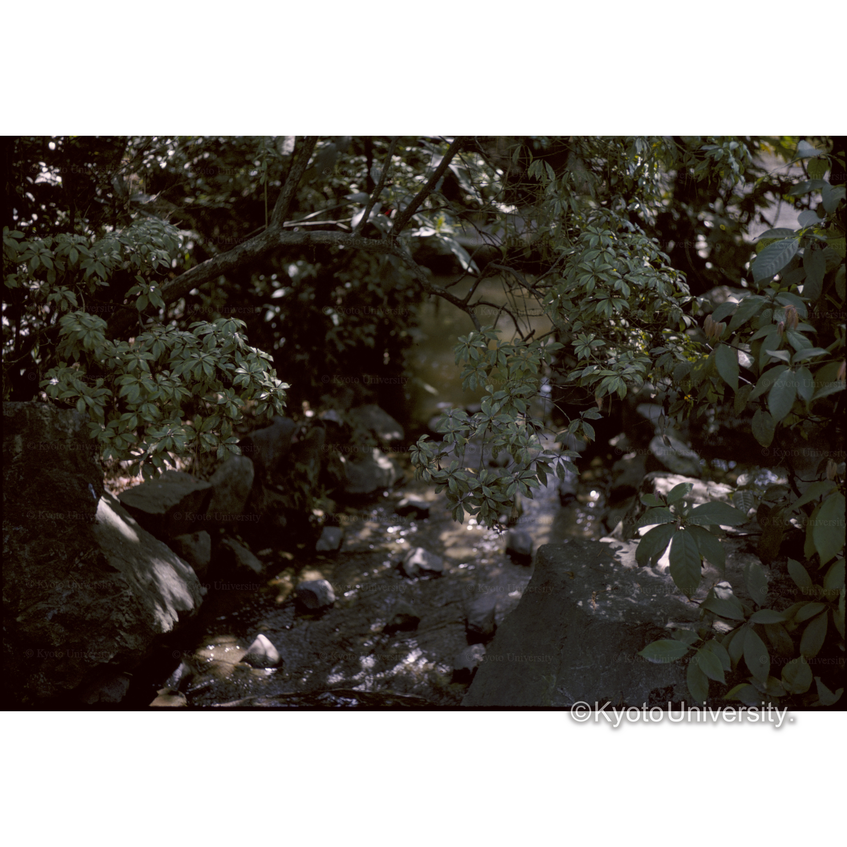 平安神宮 ヤリ水 (1)