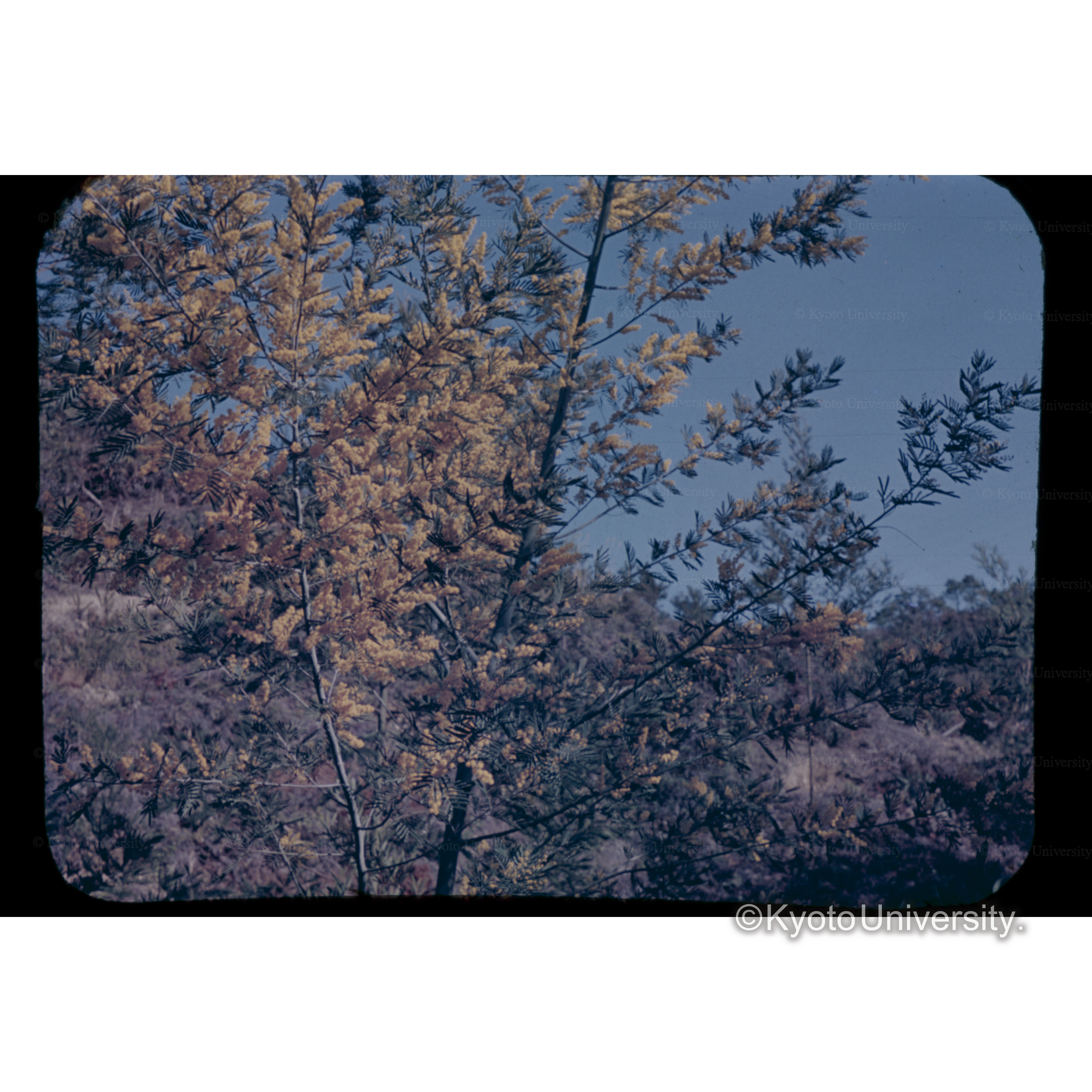 白浜試験地　A　No2－2　小倉谷のハナアオジ (1)