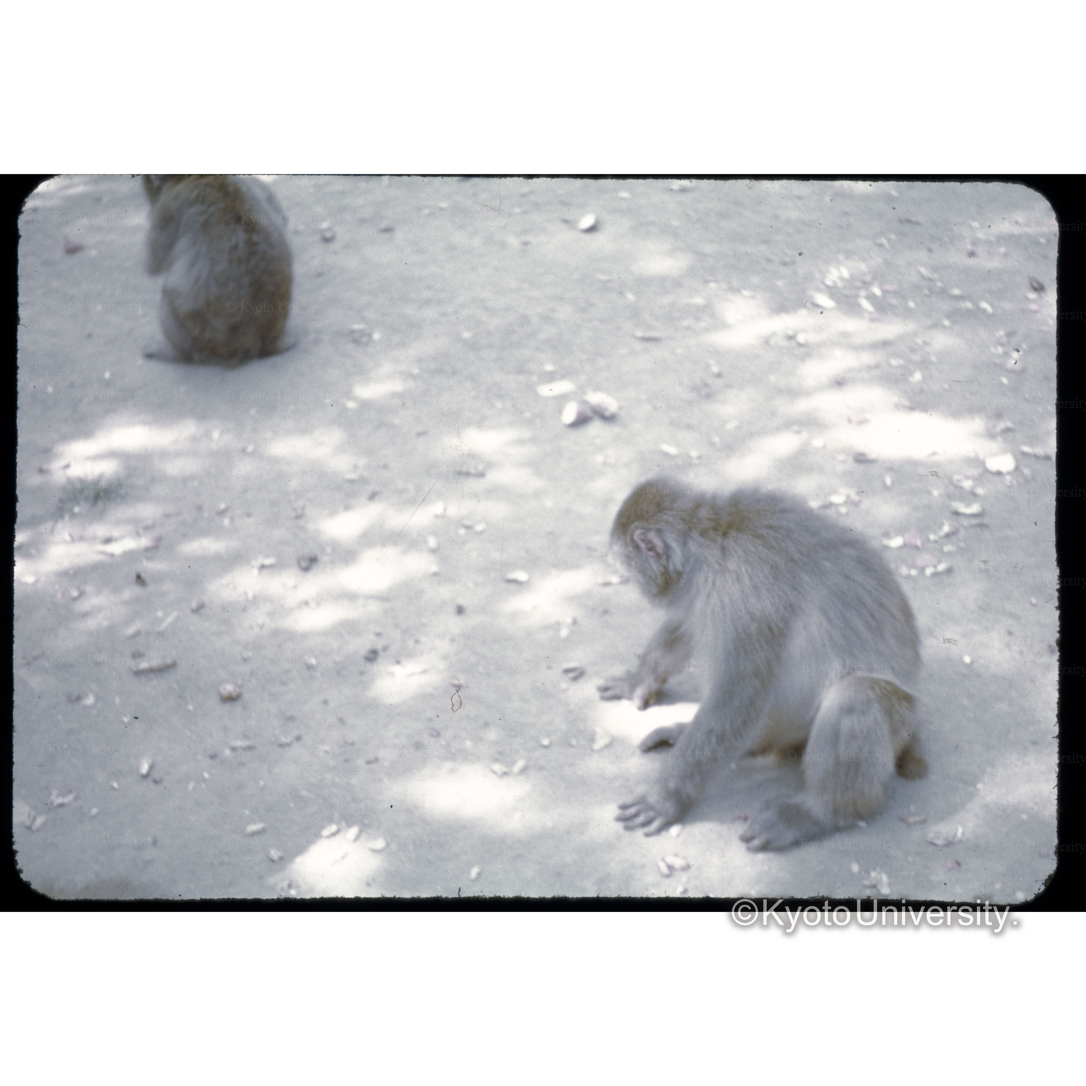 高岡山のさる (1)