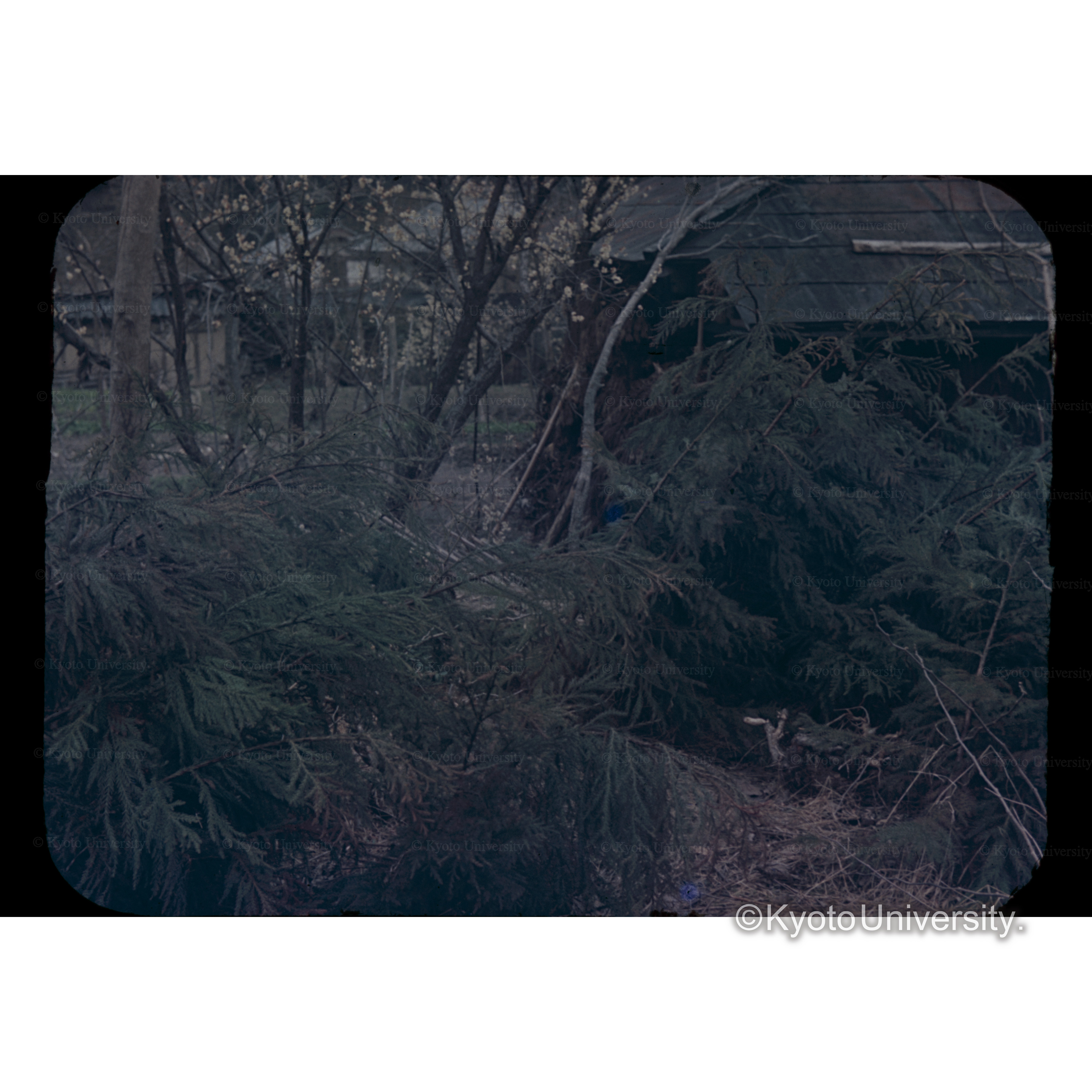 滋賀県　田松村谷口組合□□□の挿木苗圃 (1)