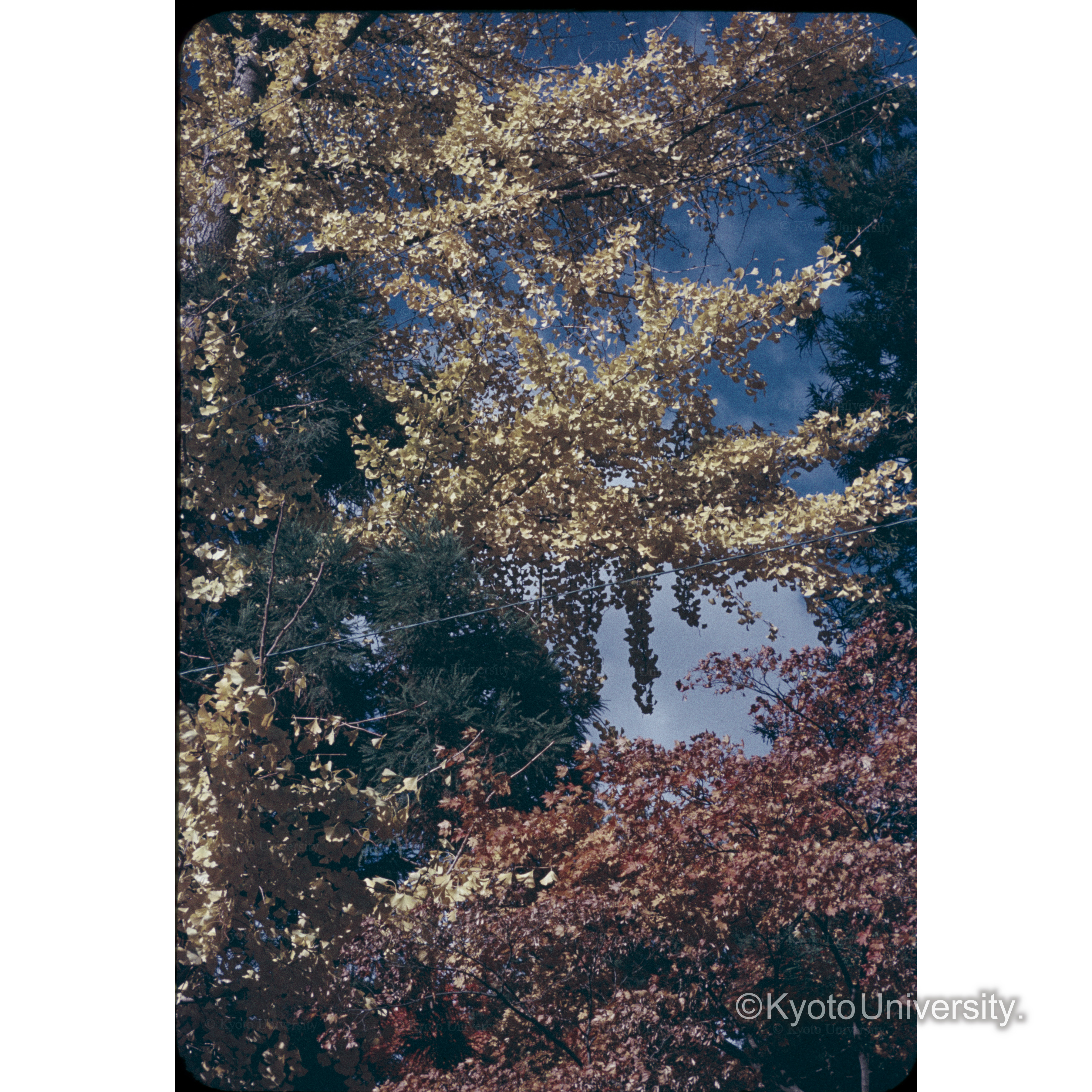 坂下神社、伊那市 (1)