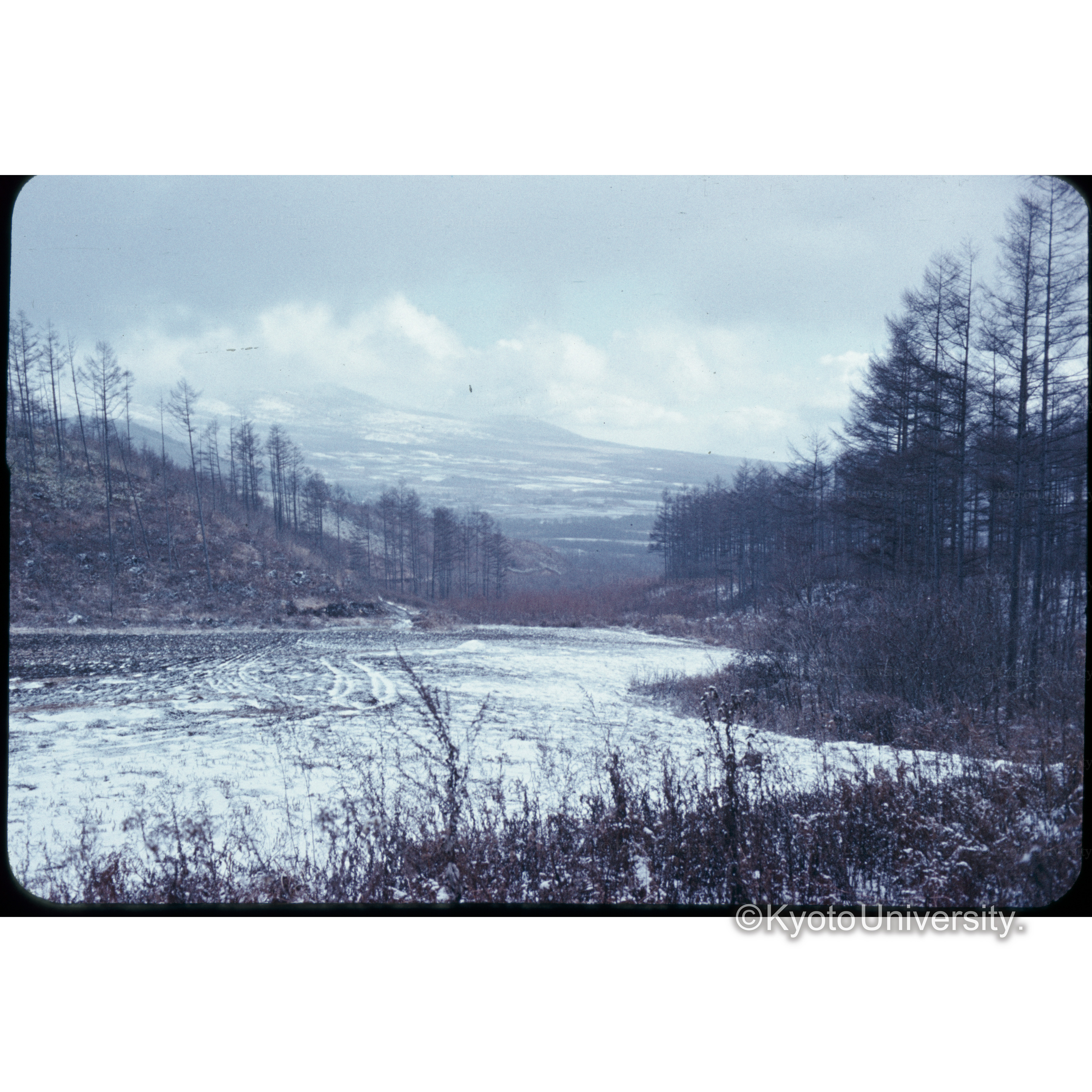 上田営林署管内カラマツ林 (1)