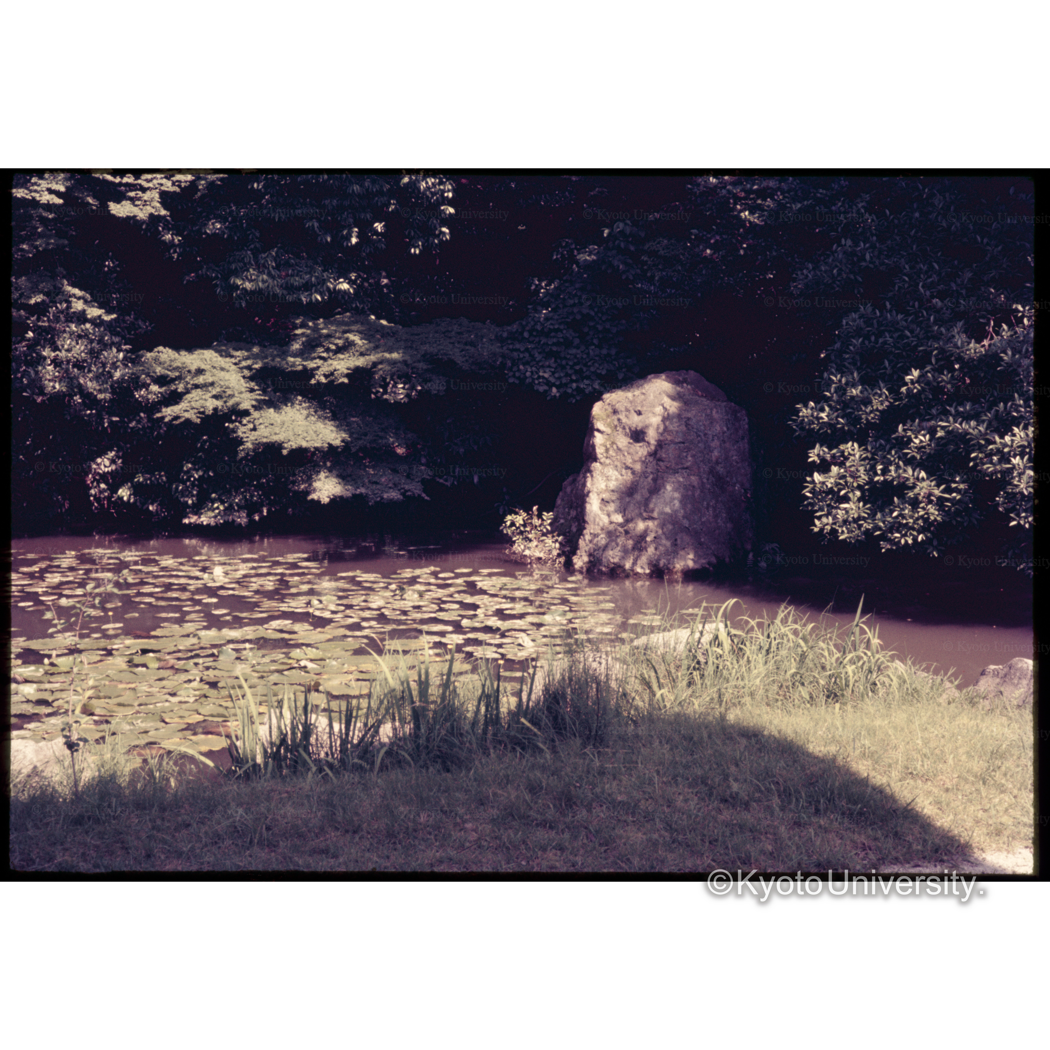 知恩院方丈庭園 (1)