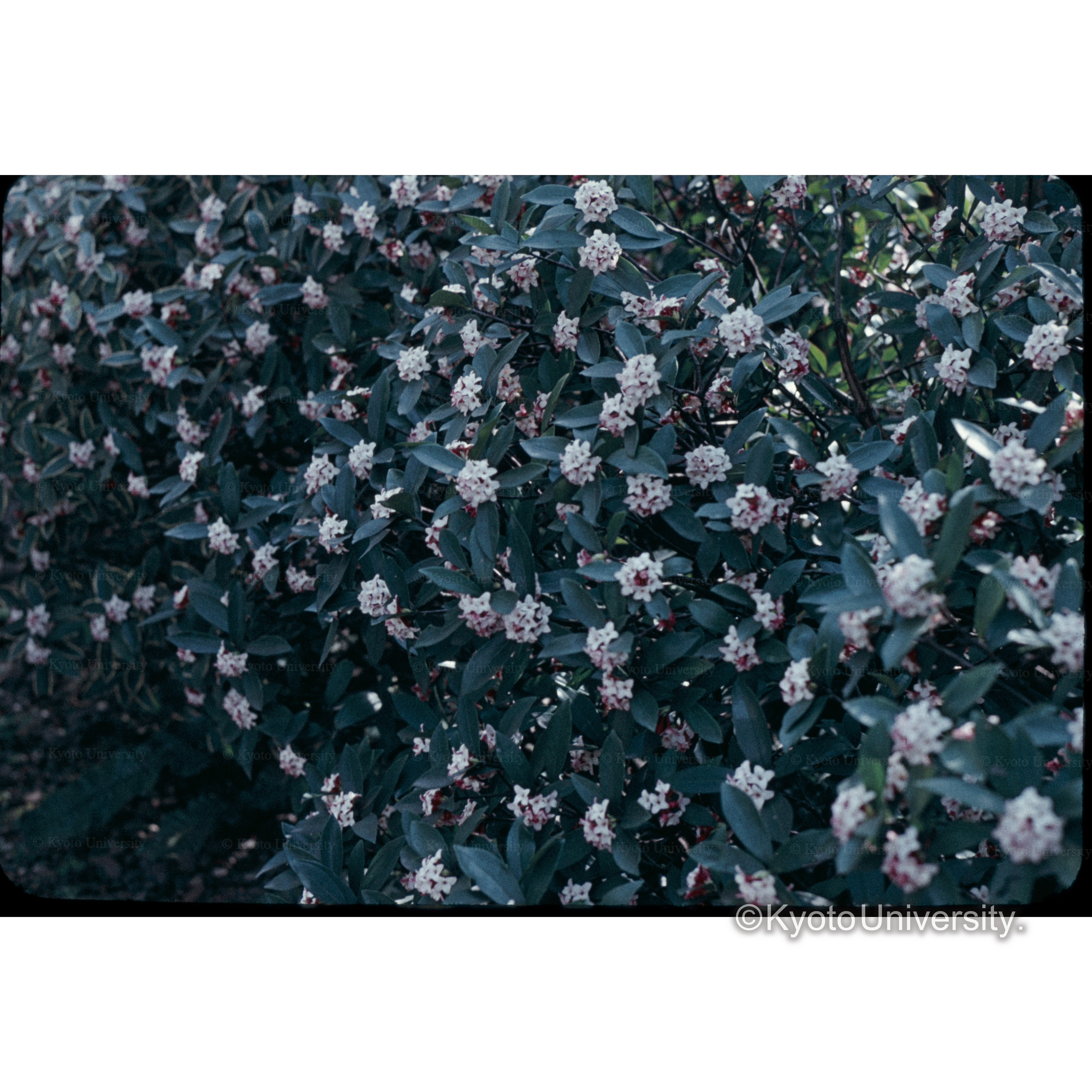 ヂンチョウゲ (1)