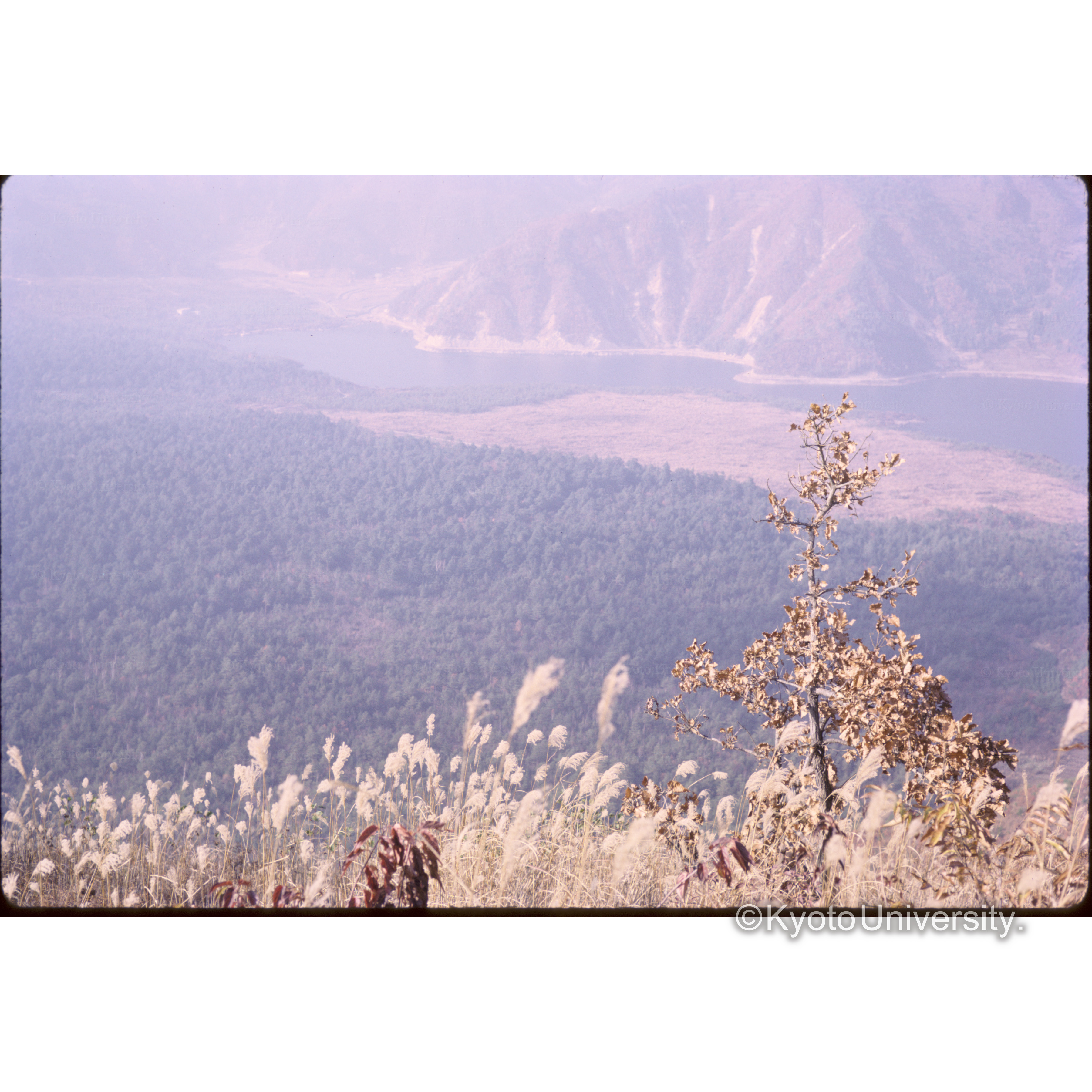 紅葉台からの西湖 (1)