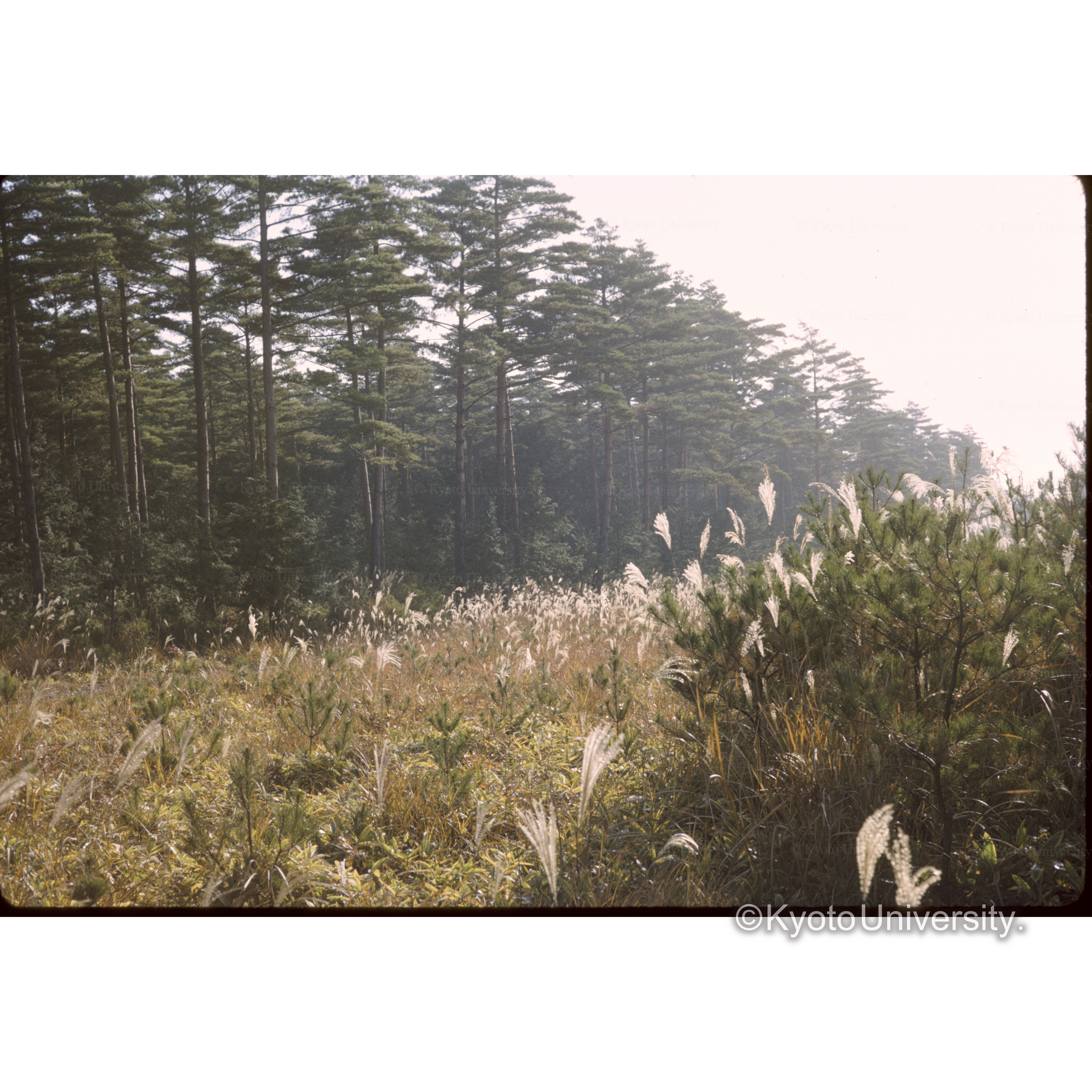 南美和保存林 (1)