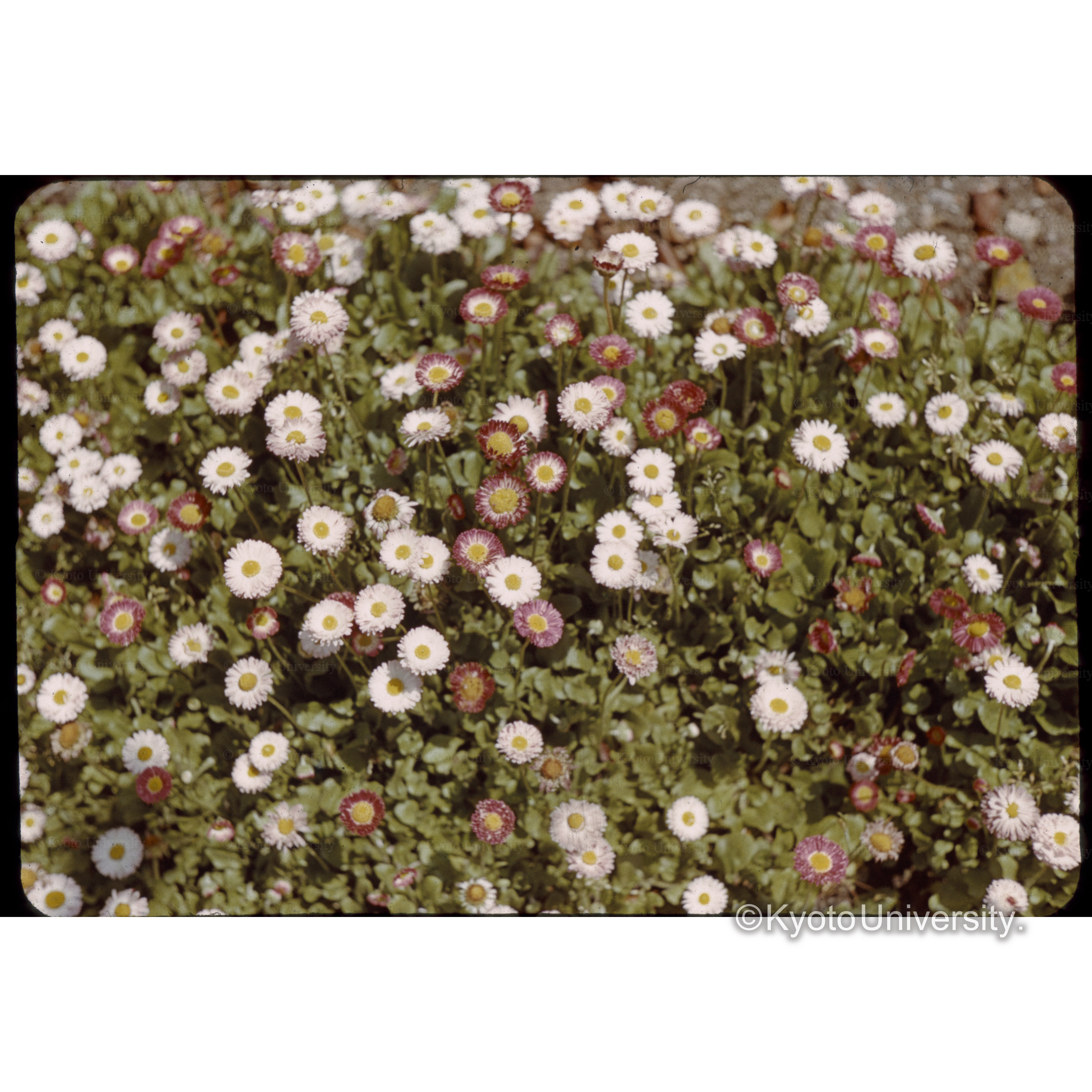 〔デイジー〕 (1)