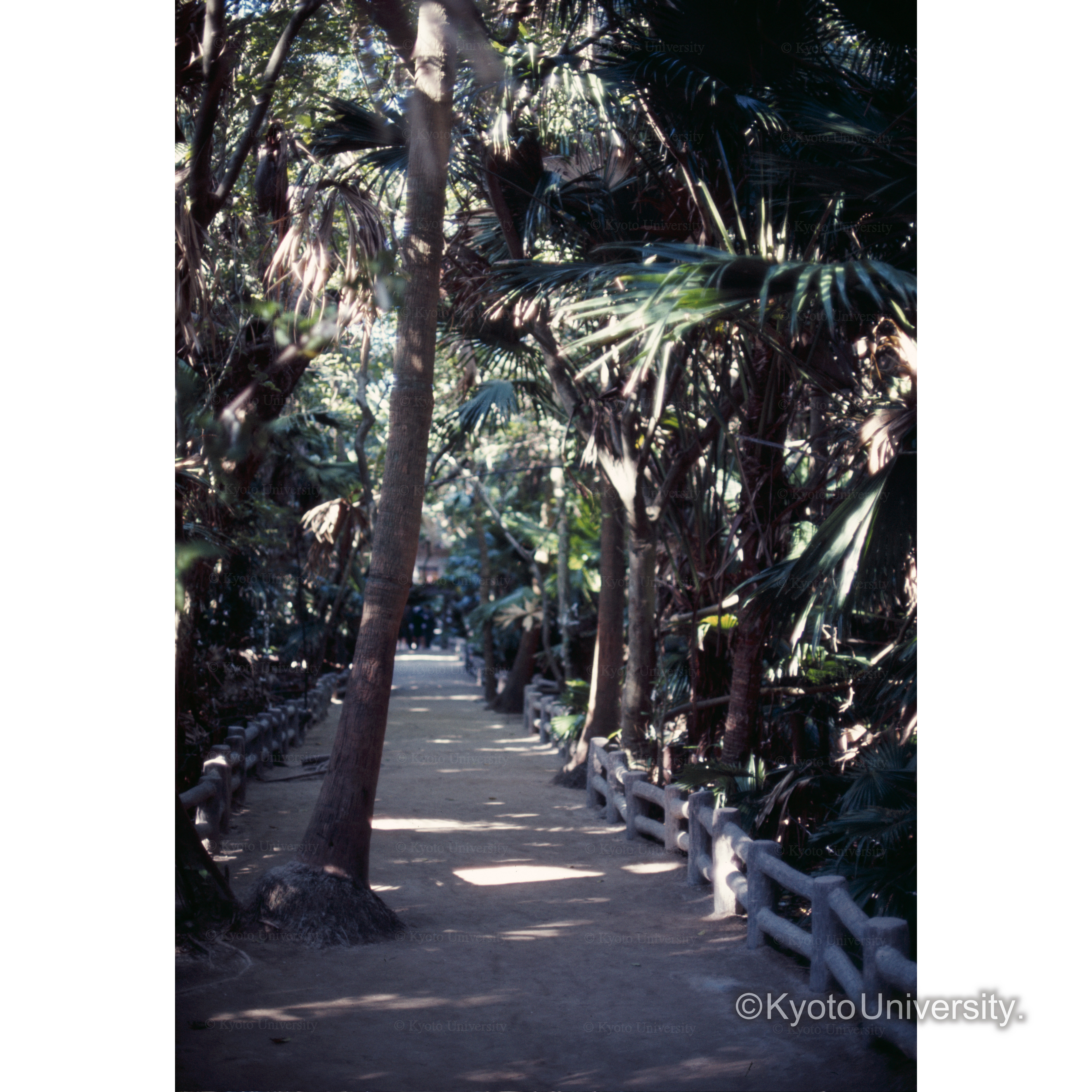 青島(ジャングル) (1)