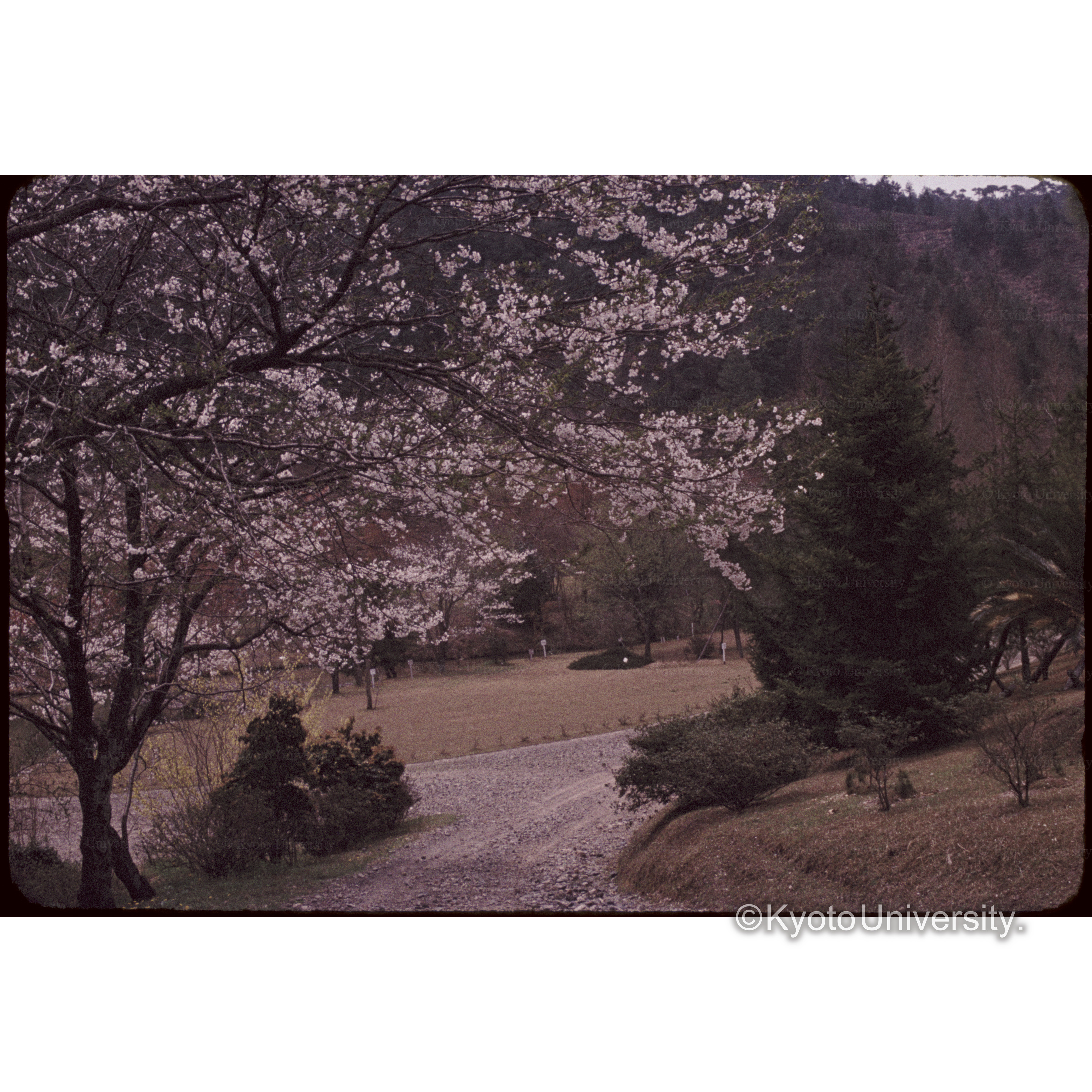 上賀茂試験地 (1)