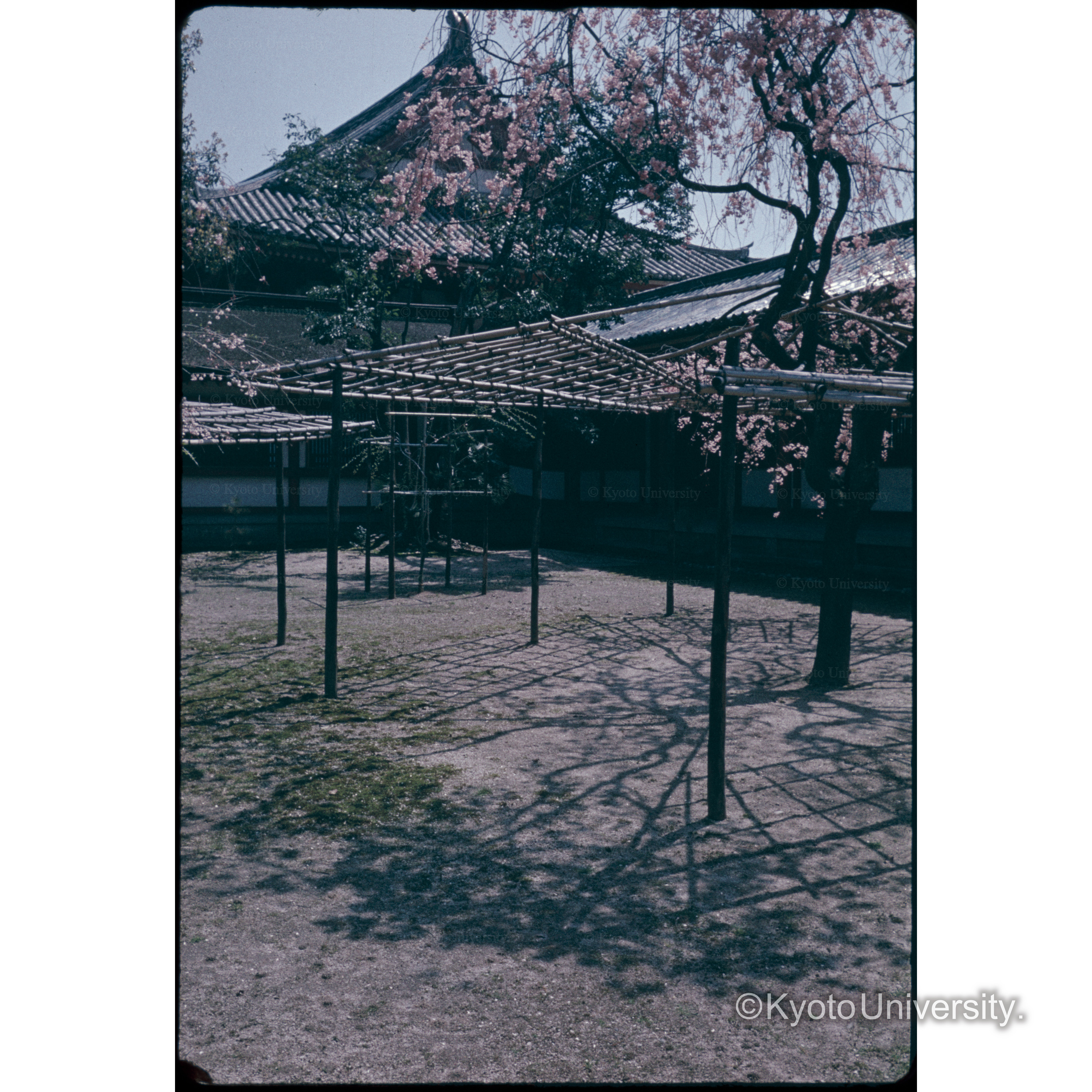 Heian Jingu (1)