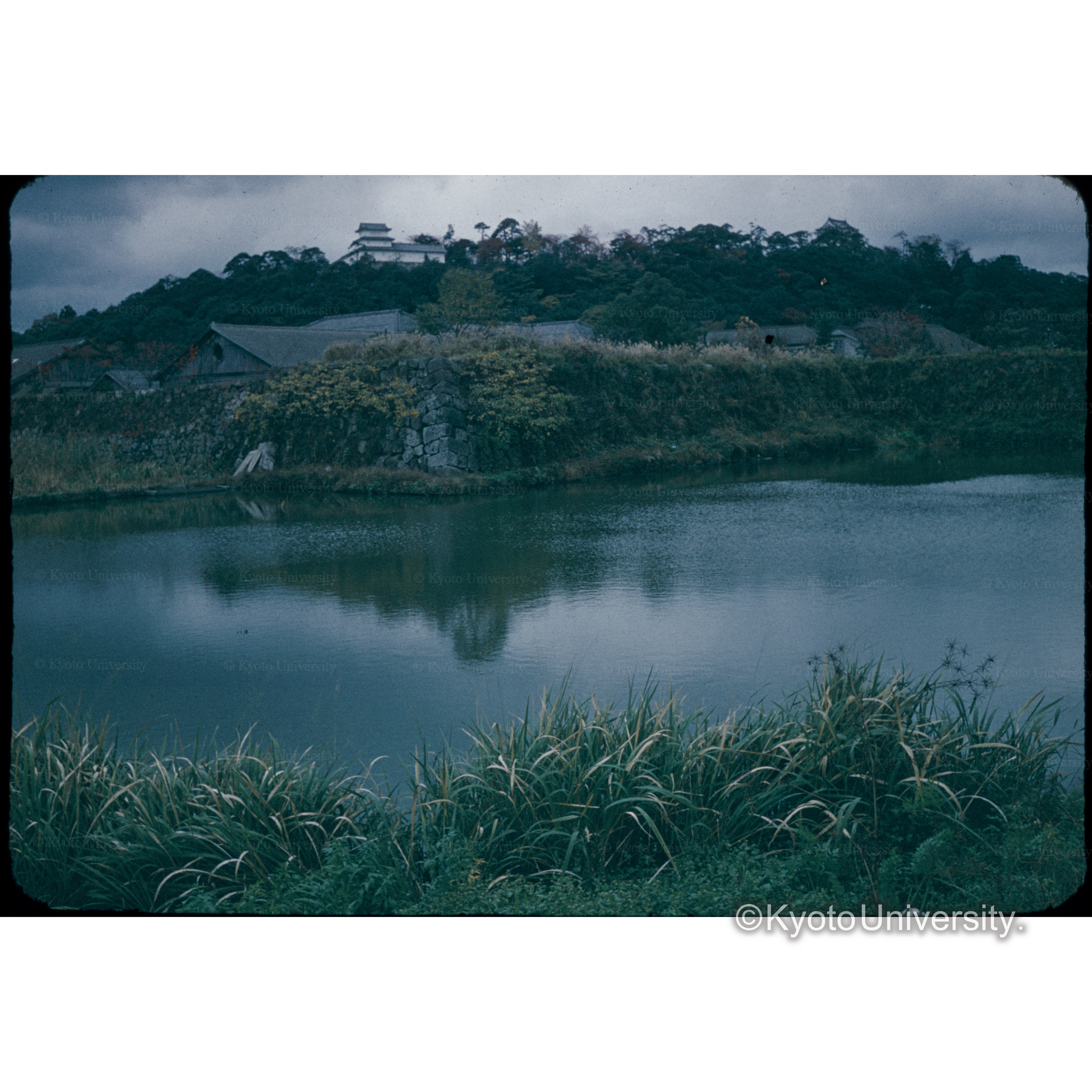 彦根大からみた城 (1)