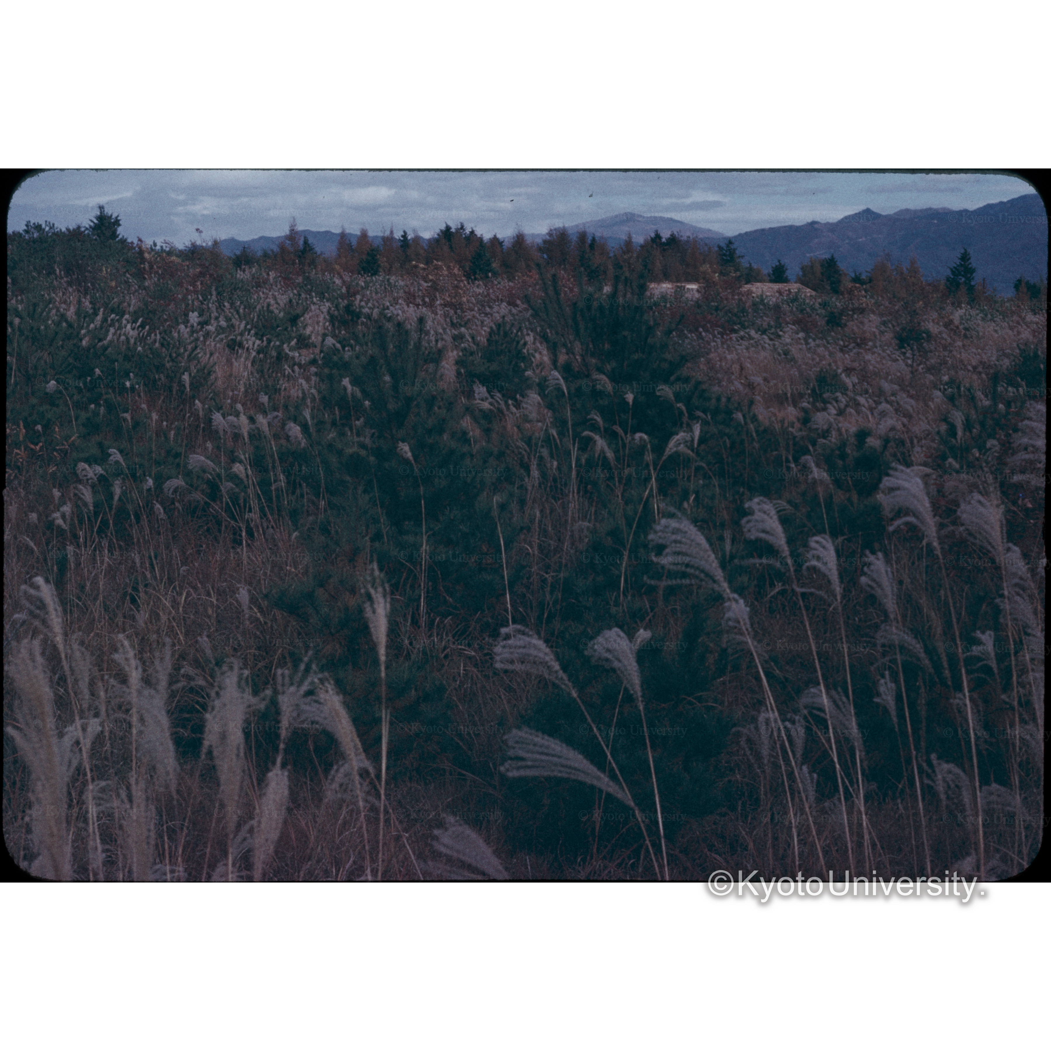 ススキガ原信大農学部 (1)