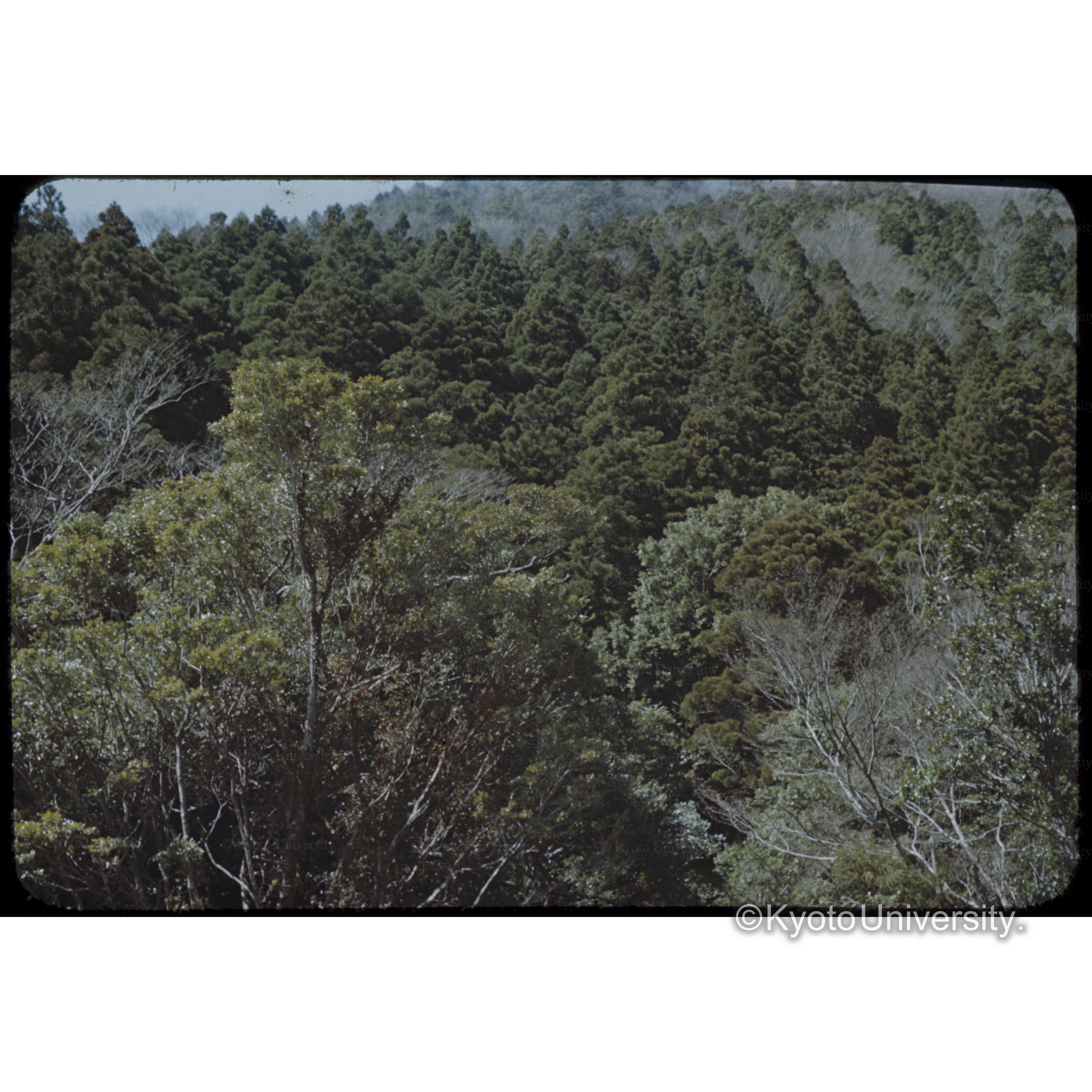 萩の入、天城国有林 (1)