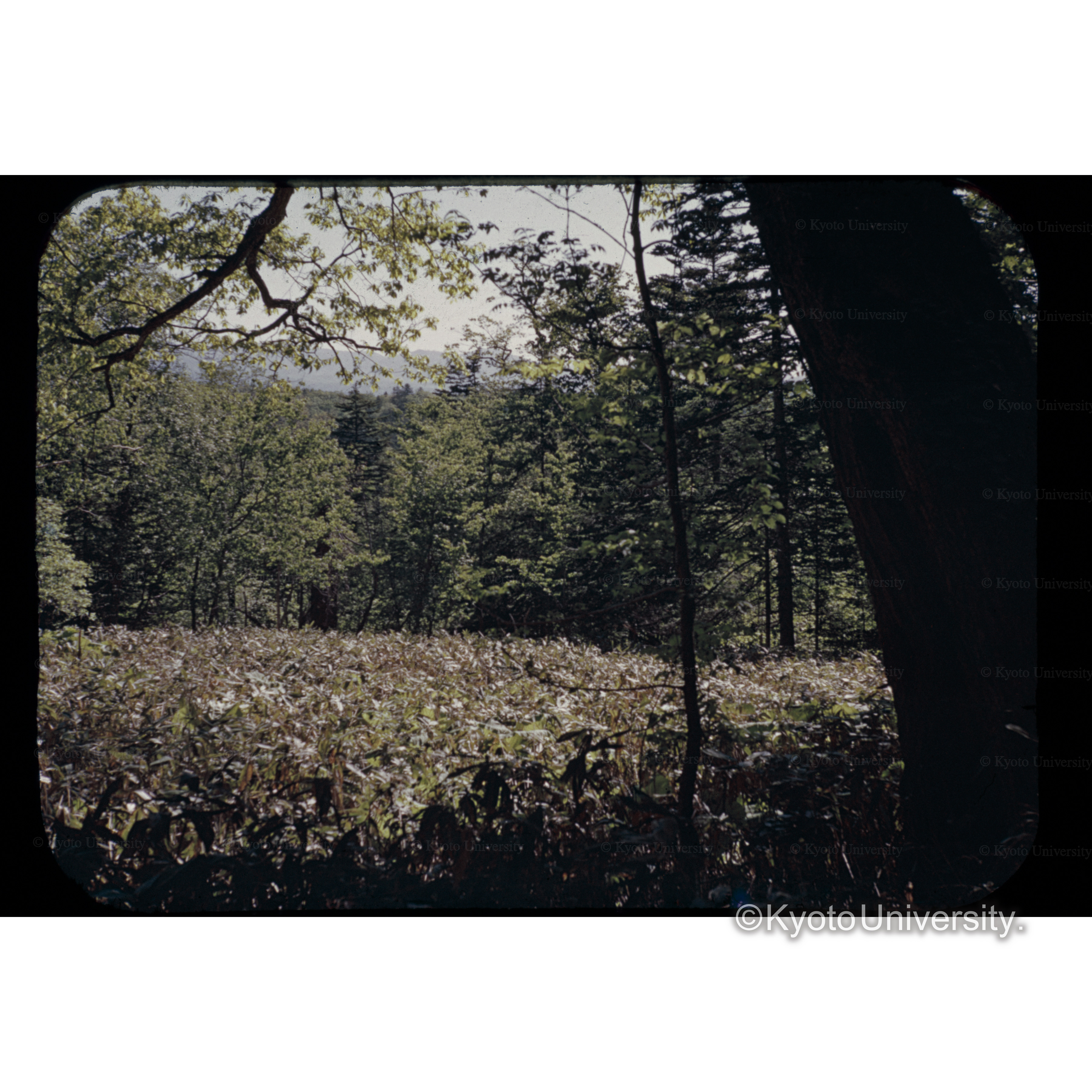 安足間照調査試験地　□葉樹林下の裸地 (1)