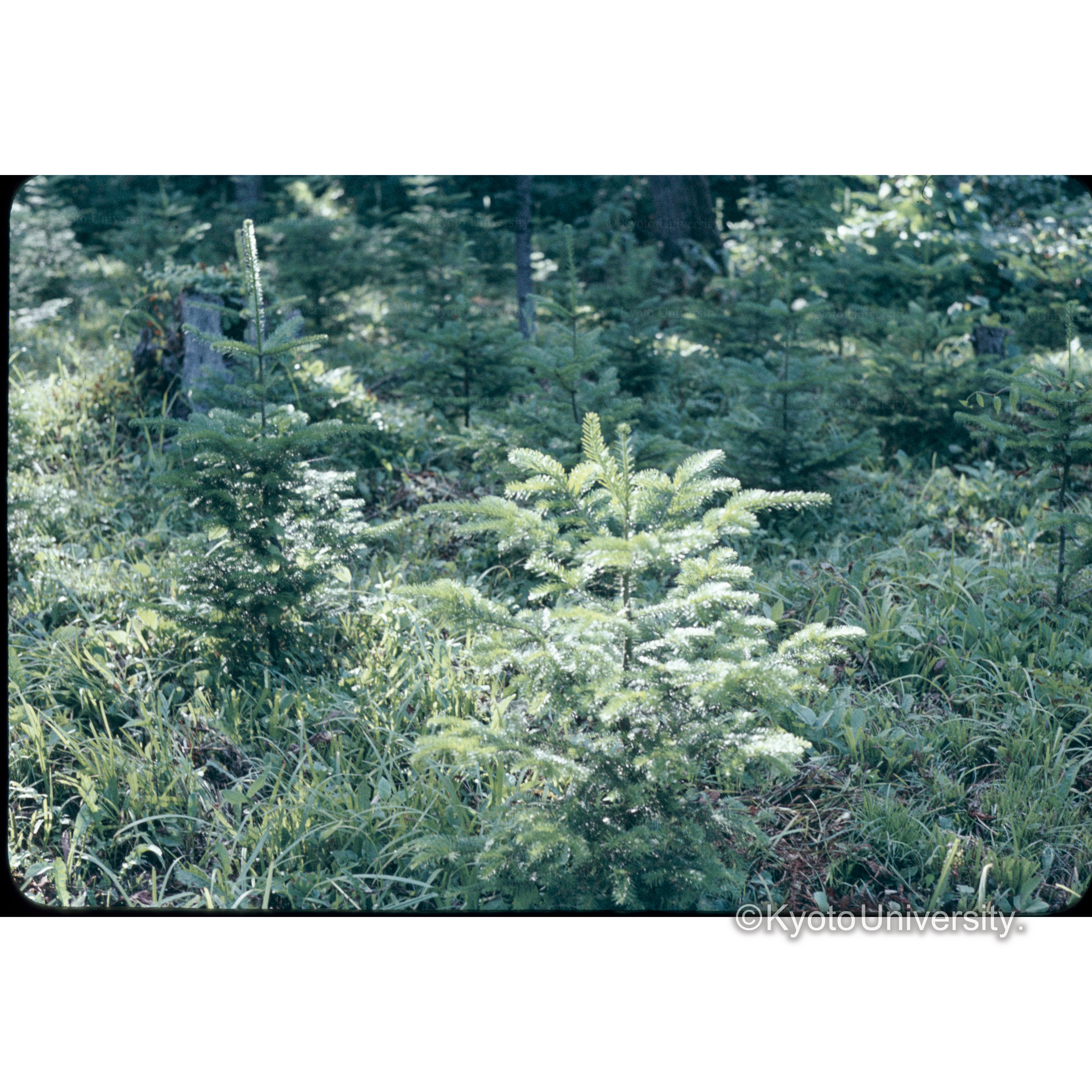 照葉樹　13林班□35年植0.042ha (1)