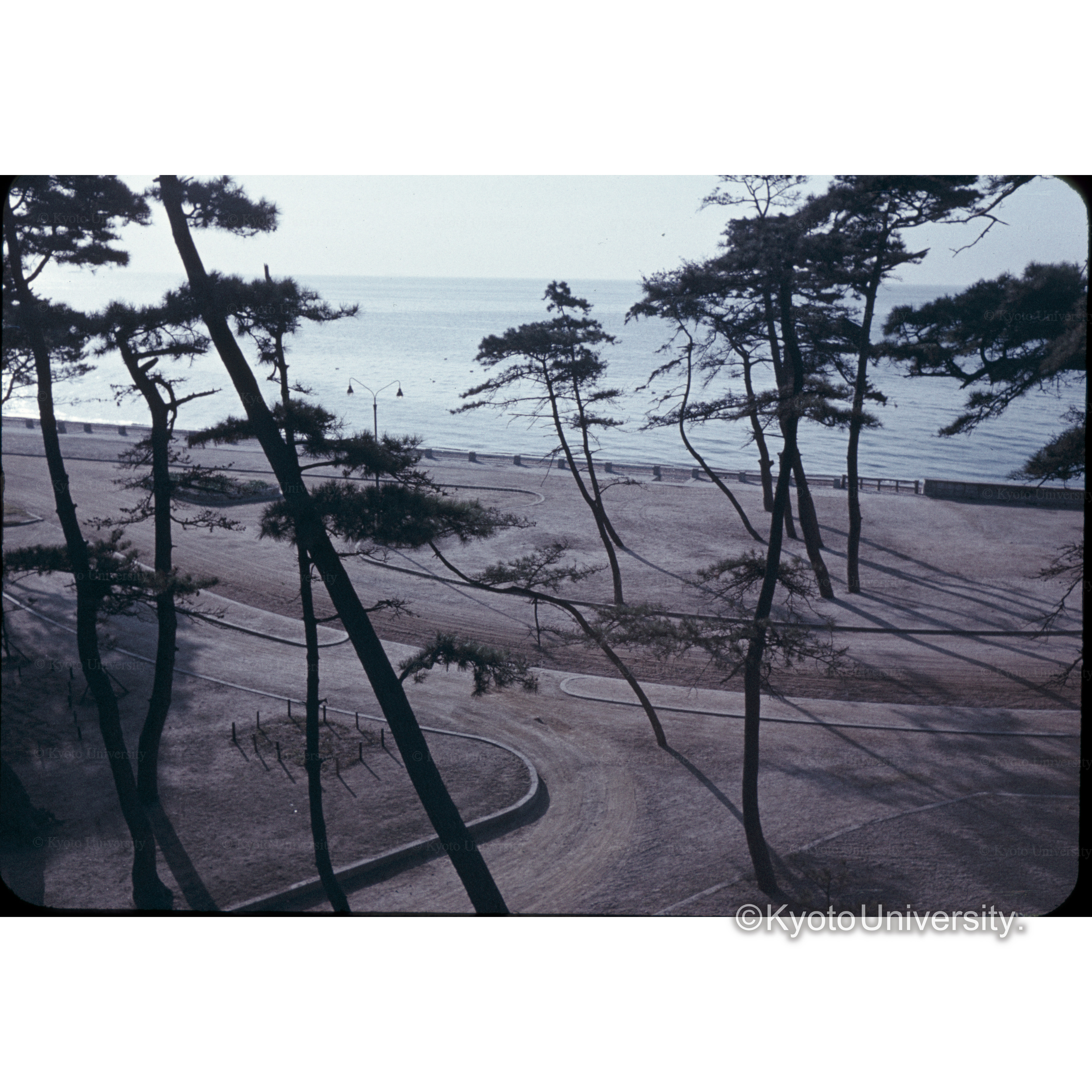 □□クロマツ林 (1)