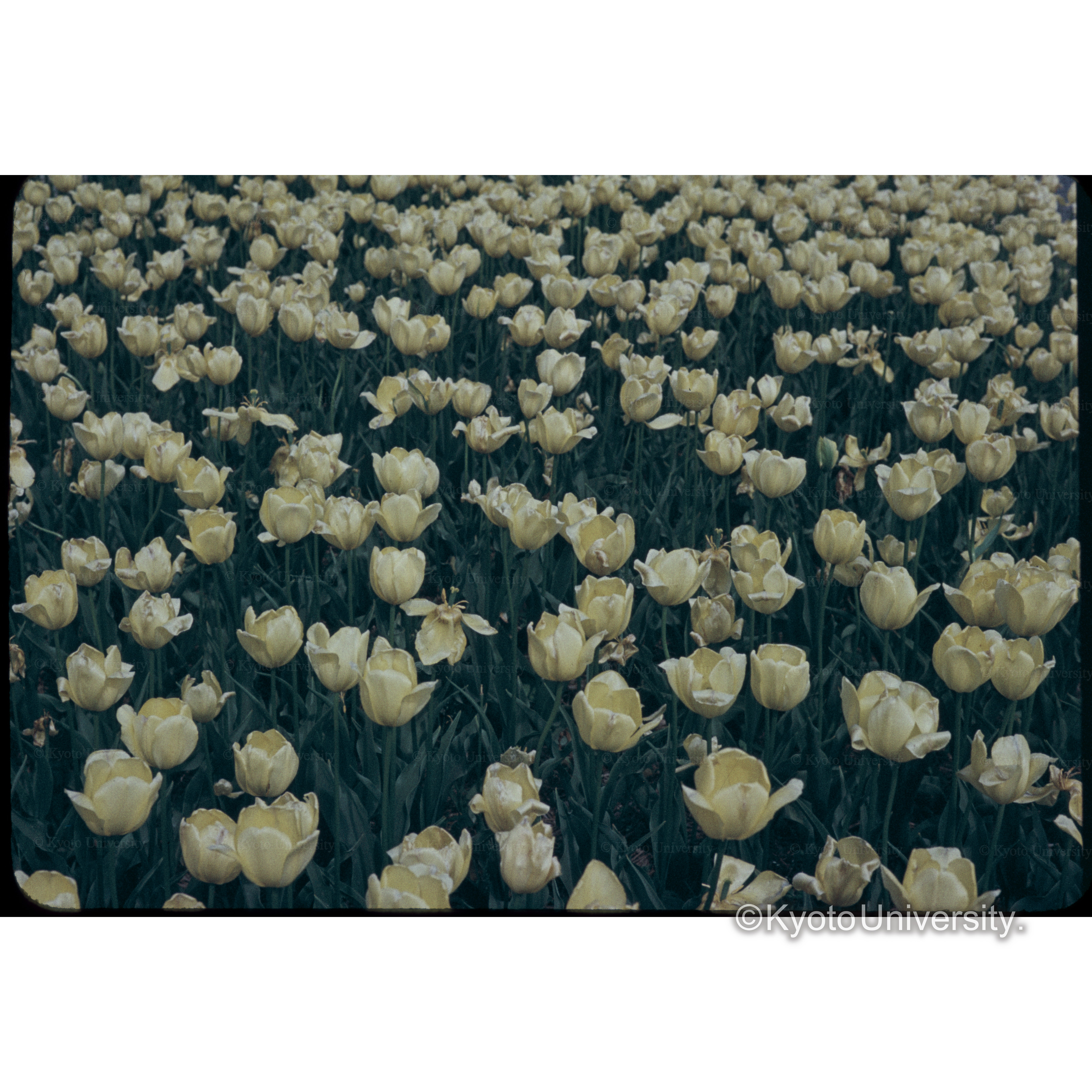 チューリップ京都植物園 (1)