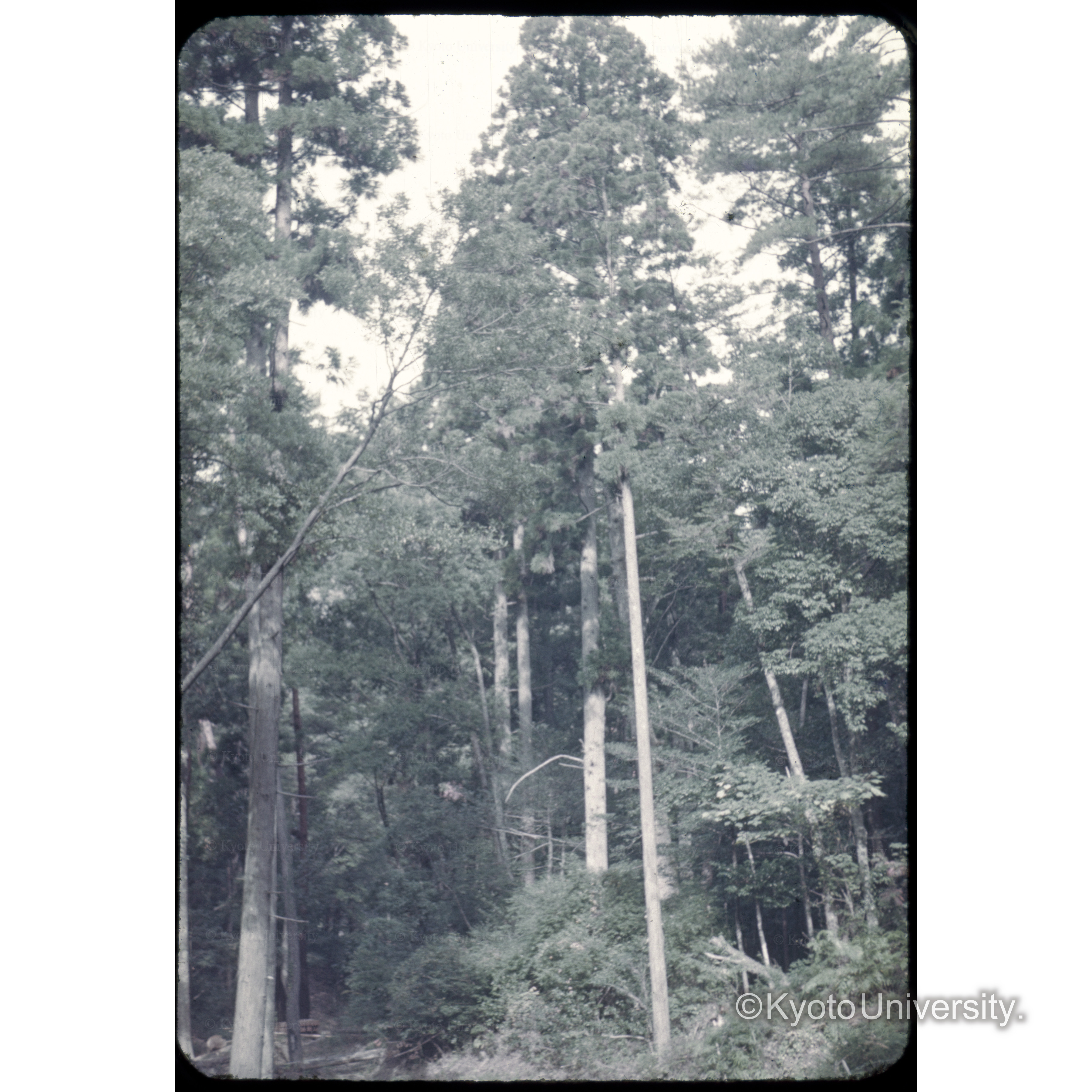 弥山□パ□附近 (1)