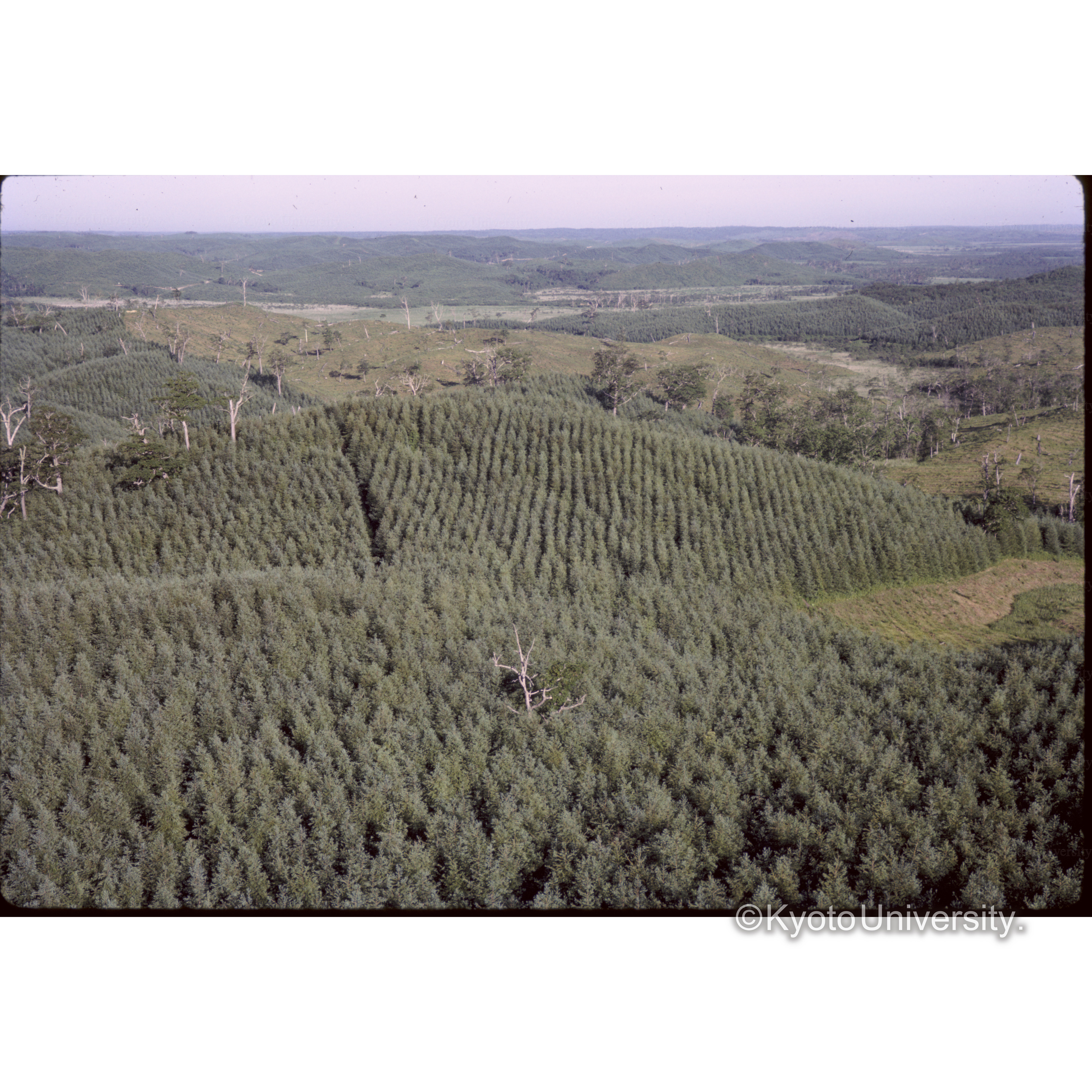 パイロットフォレスト (1)