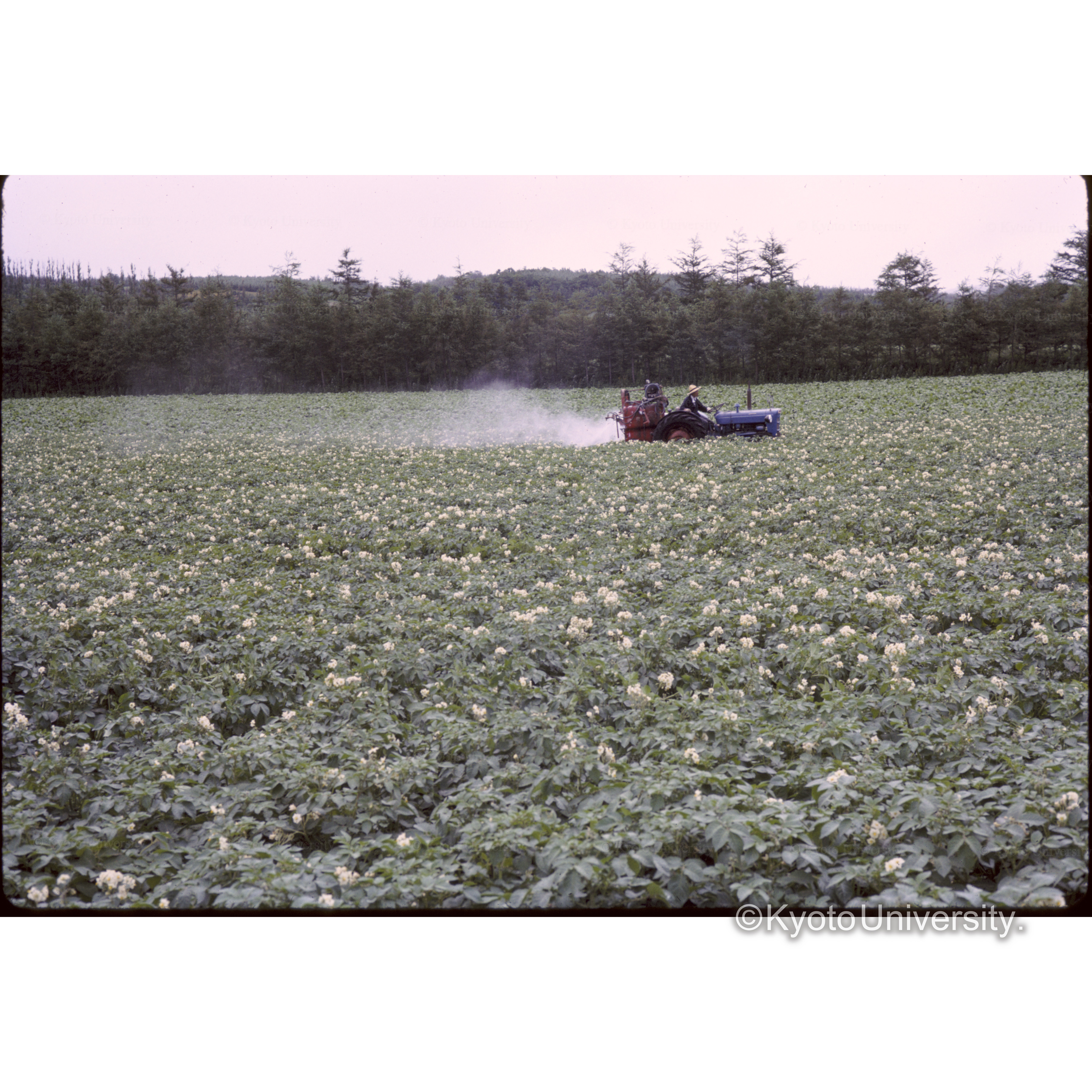 小清水―知床の花畑とカラマツ□□ (1)