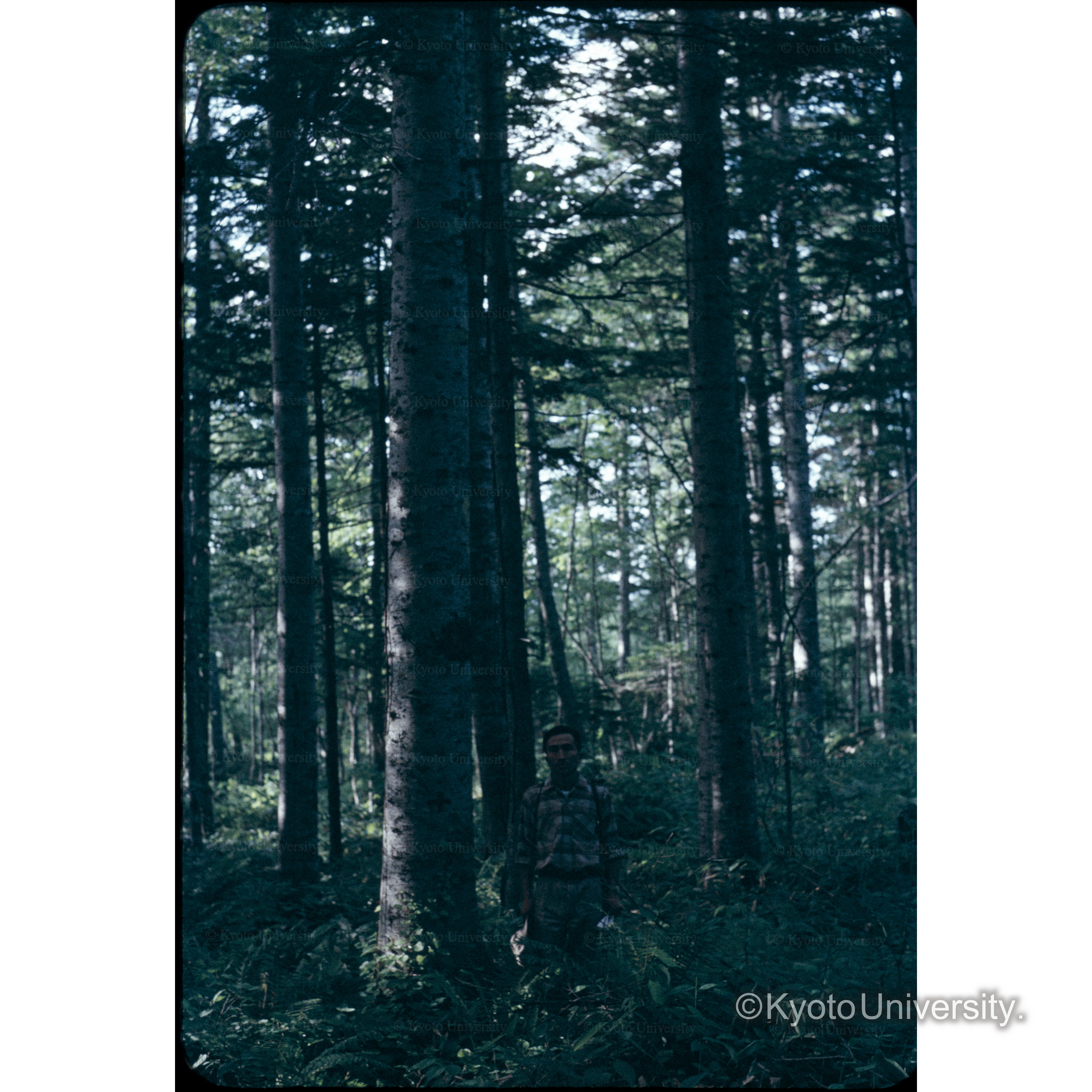 照葉樹　17林班　(加納君) (1)