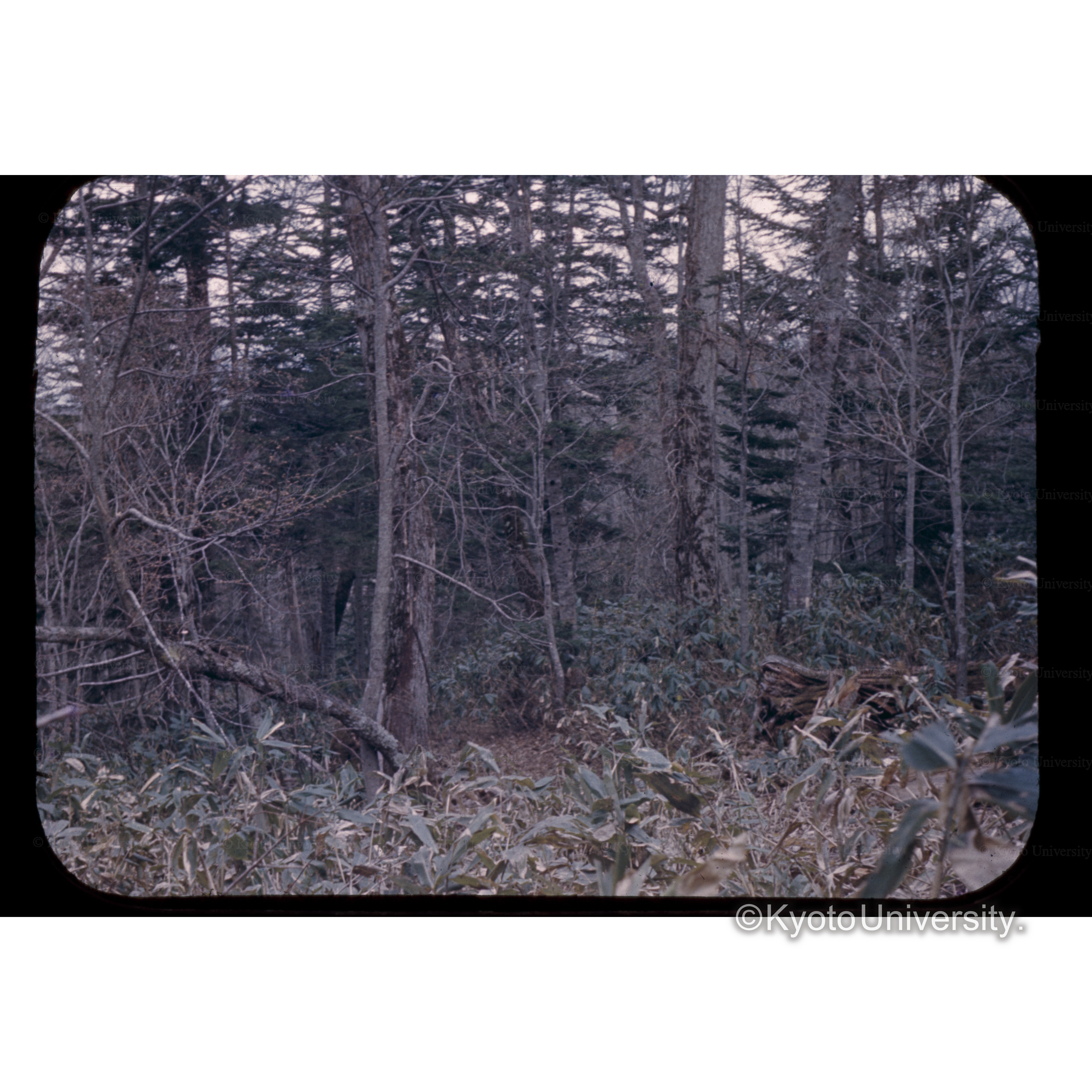 安足間□□□ (1)